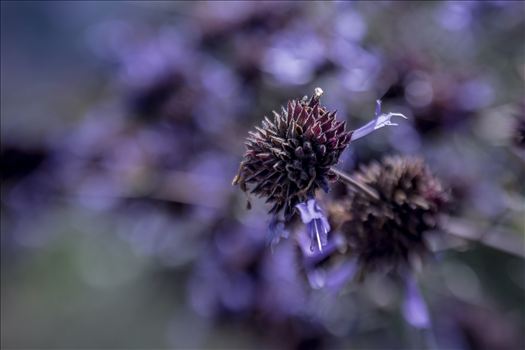 Flower in a sea of purple bokeh