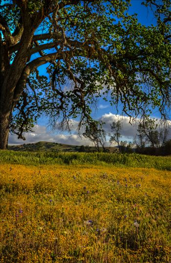Spring flowers beneath an Oak in Paso Robles California