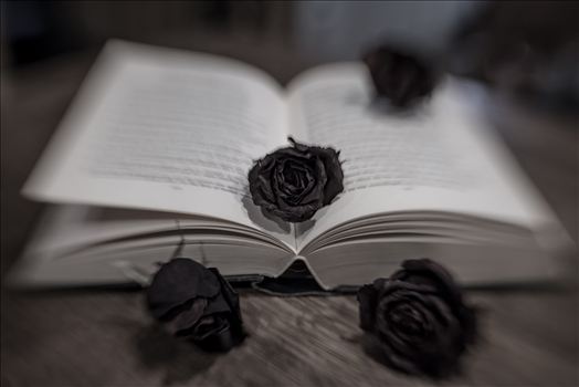 Black roses in a book in modern art style with Lensbaby Sweet 35