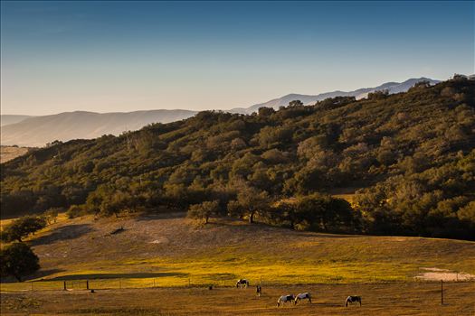 Horses grazing in a golden field at sunset in Arroyo Grande, California