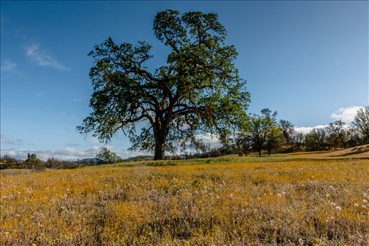 Golden fields and an Oak in spring in Paso Robles California