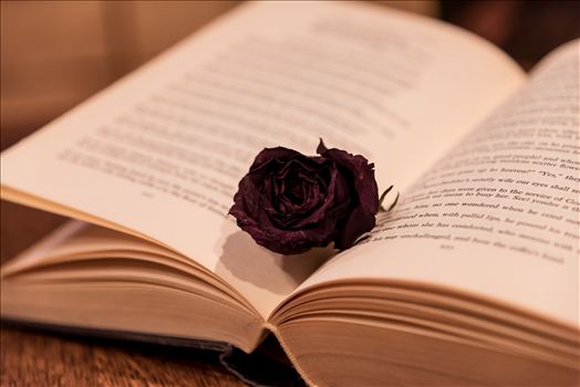 Dried rose in a book, brittle and beautiful