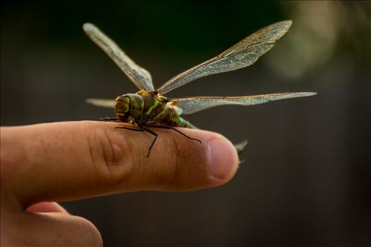 Dragonfly landing on a man's finger; man and animal inspirationally bonded.