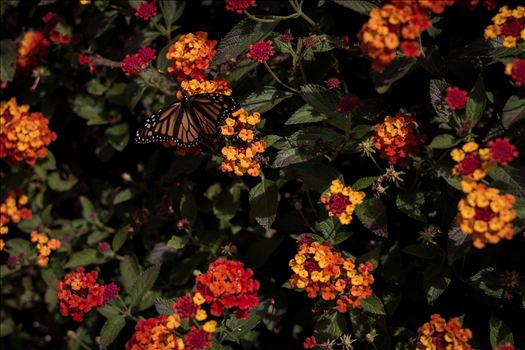 Monarch butterfly landing on bright flowers on California's Central Coast near Pismo Beach.
