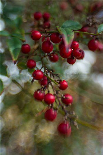 Seasons change with red and green berries
