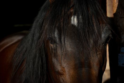 Soul in the eyes of an Arabian horse