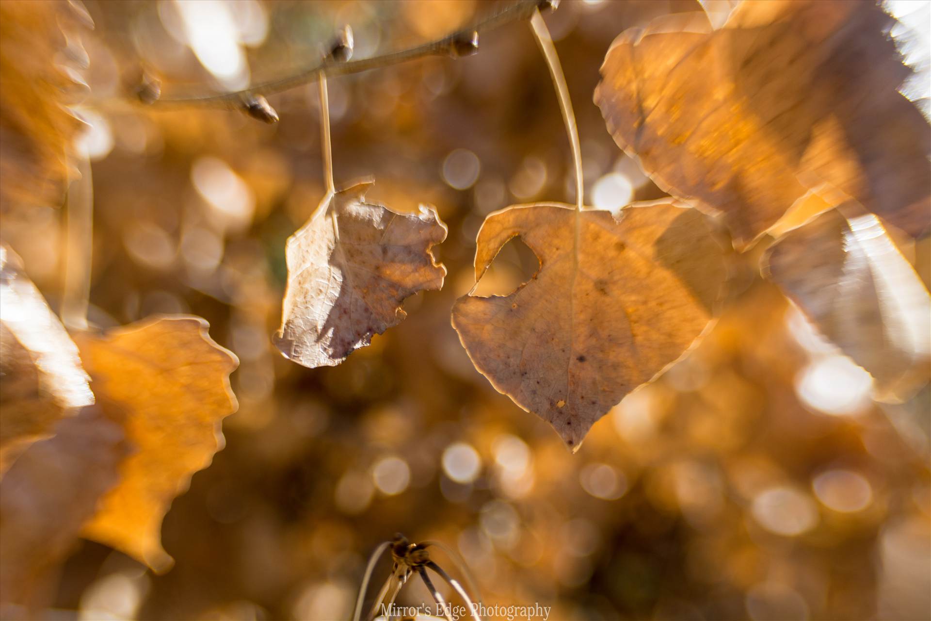Fall Fantastic 11102015.jpg - undefined by Sarah Williams