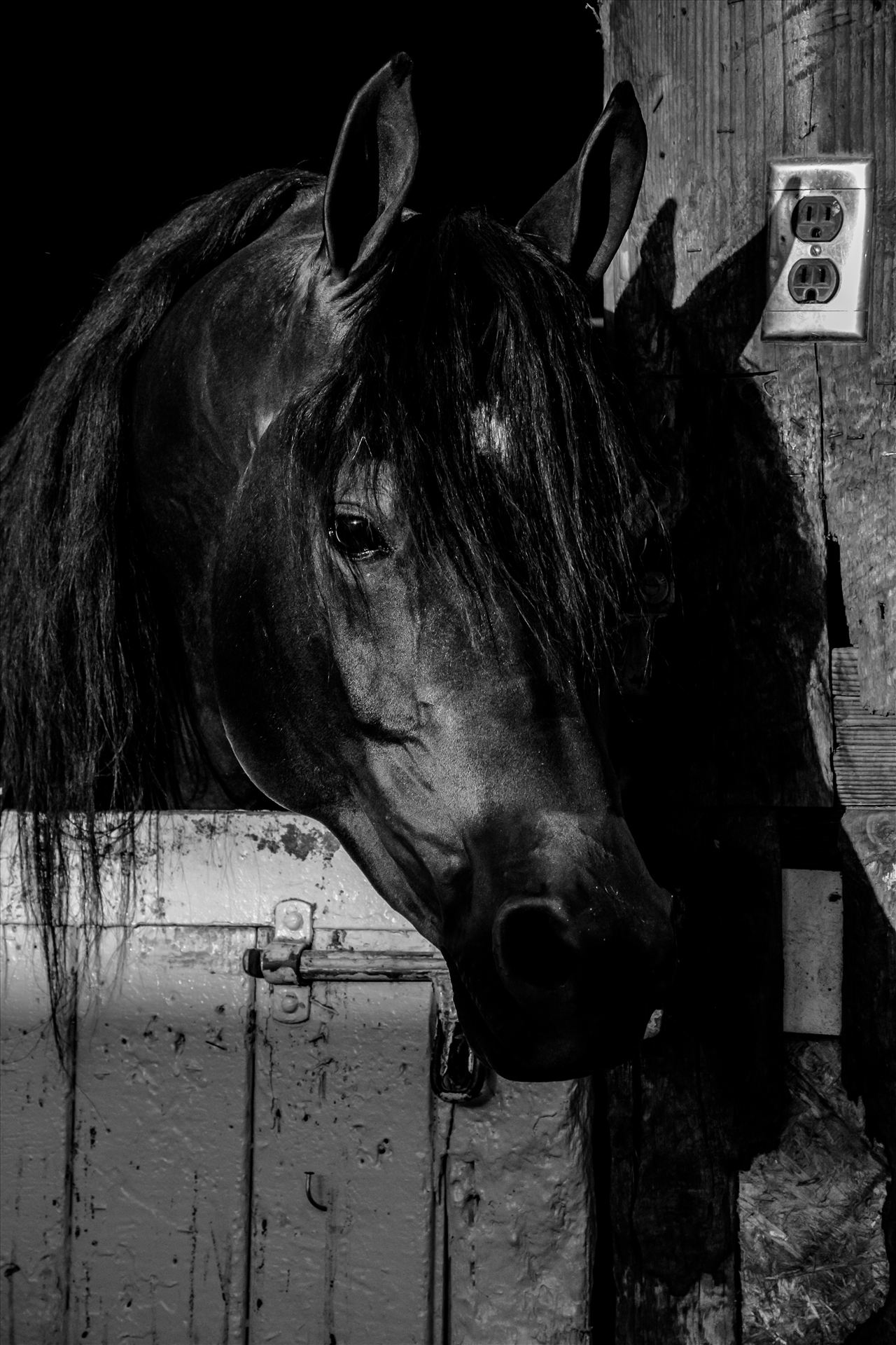 The Black Stallion.jpg - Black Stallion at Santa Barbara Horse Show in California by Sarah Williams