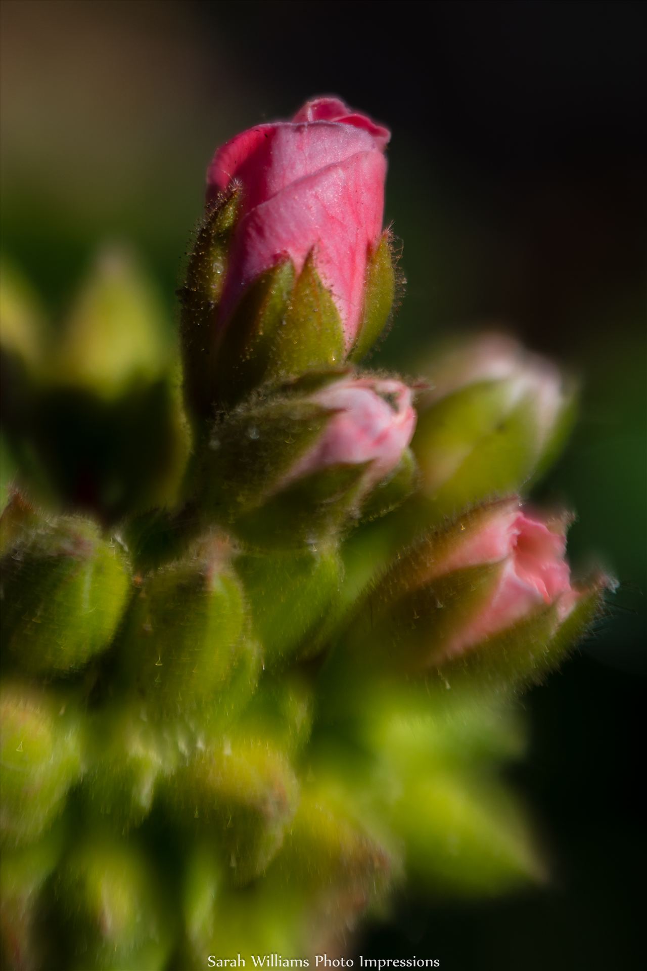 Little Pink Buds.jpg -  by Sarah Williams