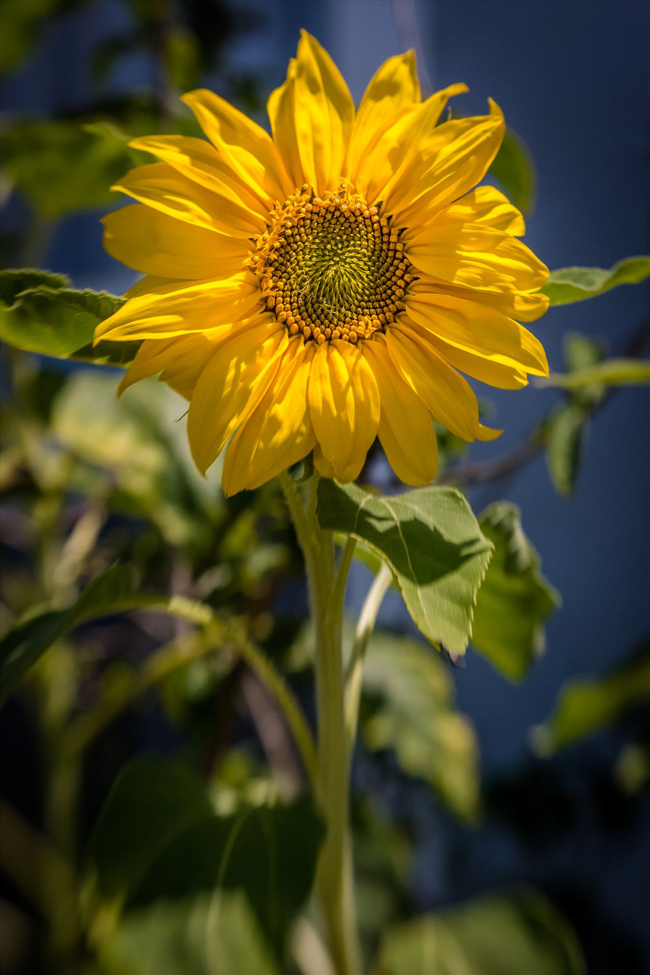 Sunflower Smiles.jpg - Lone sunflower basking in the last light of a California day by Sarah Williams