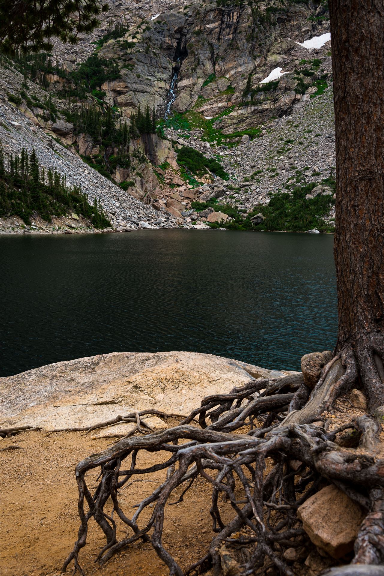 Roots at Emerald Lake -  by Sarah Williams