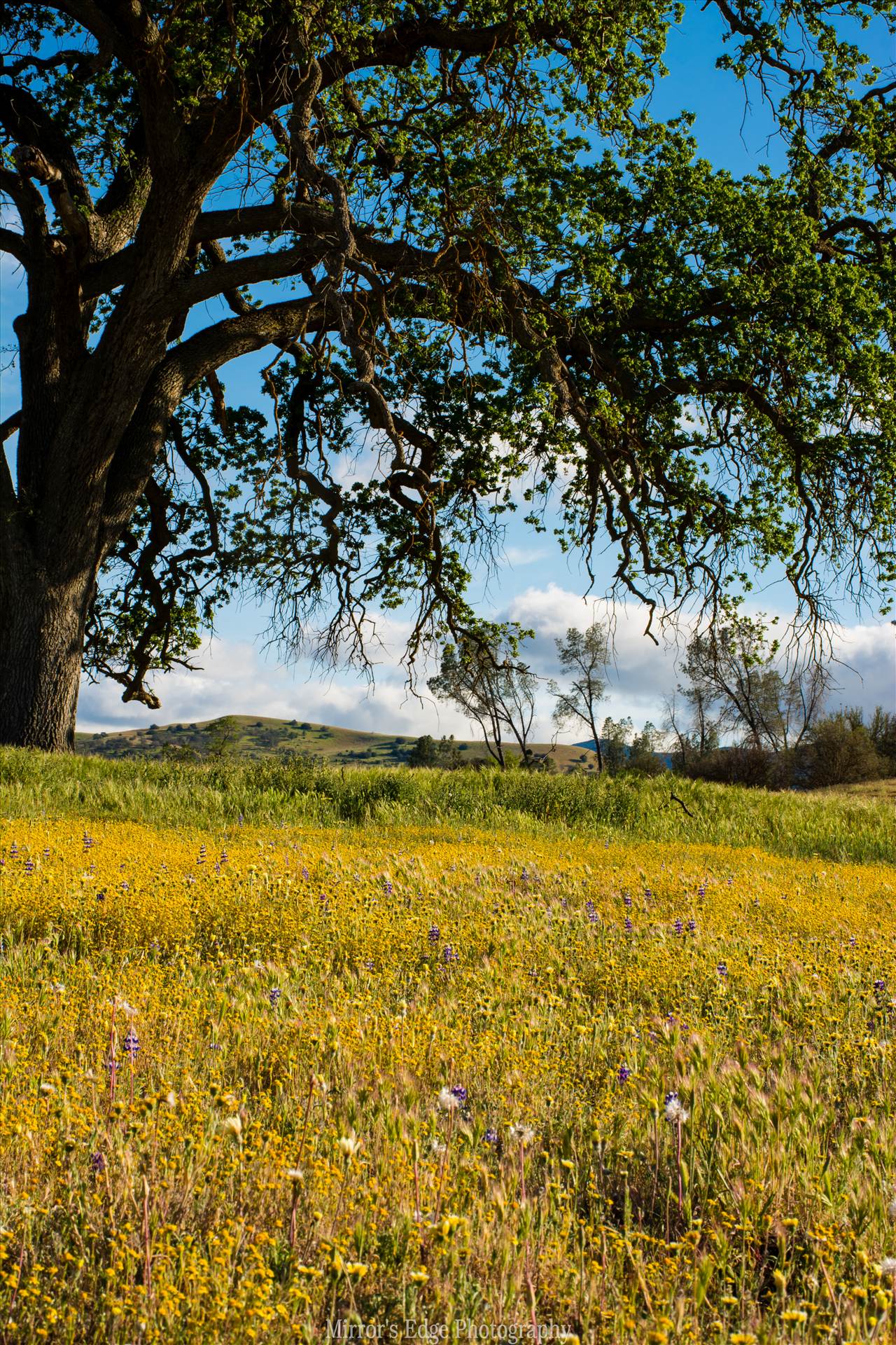 Lonely Oak and Wildflowers North County.jpg - undefined by Sarah Williams