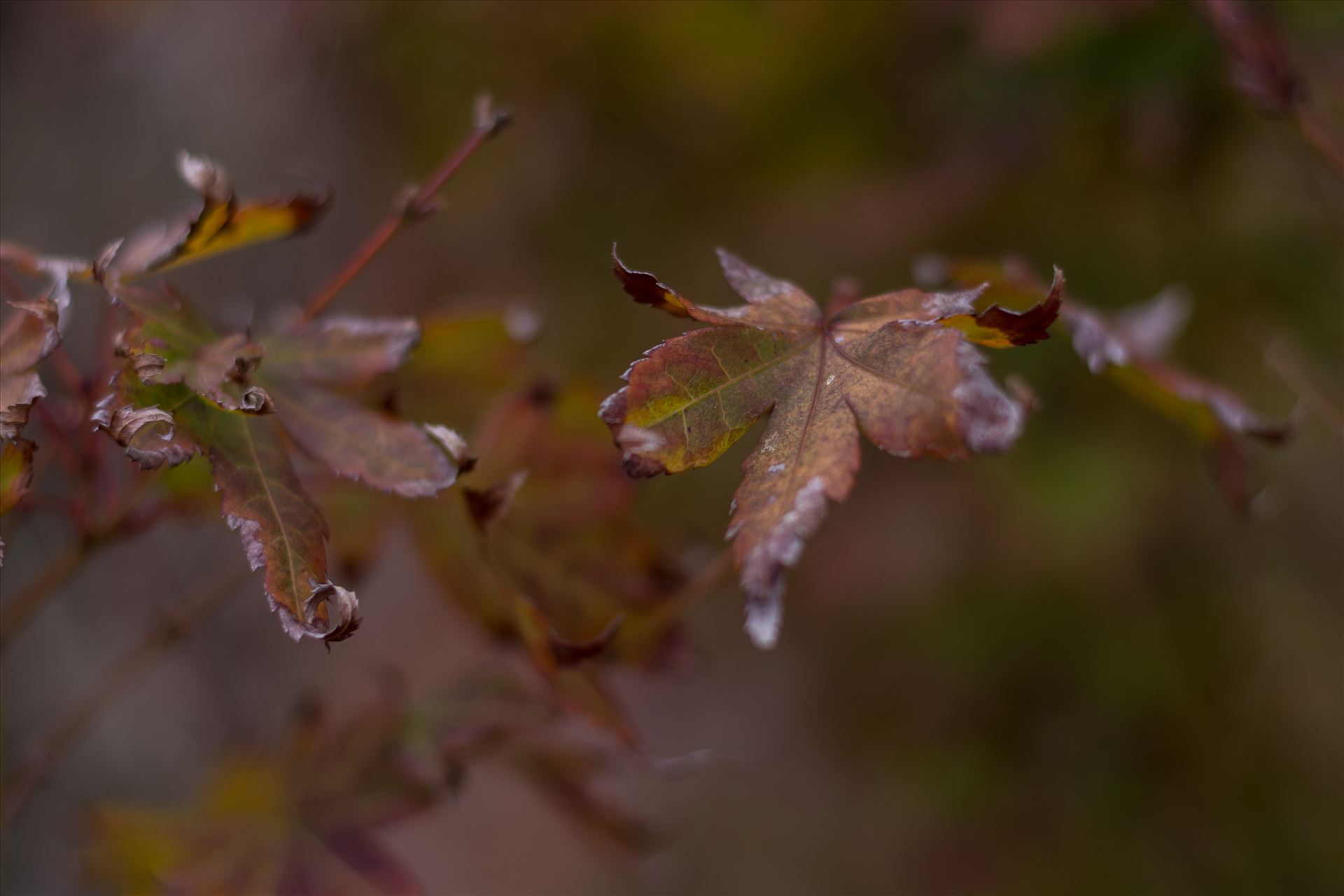 Curled Leaves 2 10252015.jpg -  by Sarah Williams