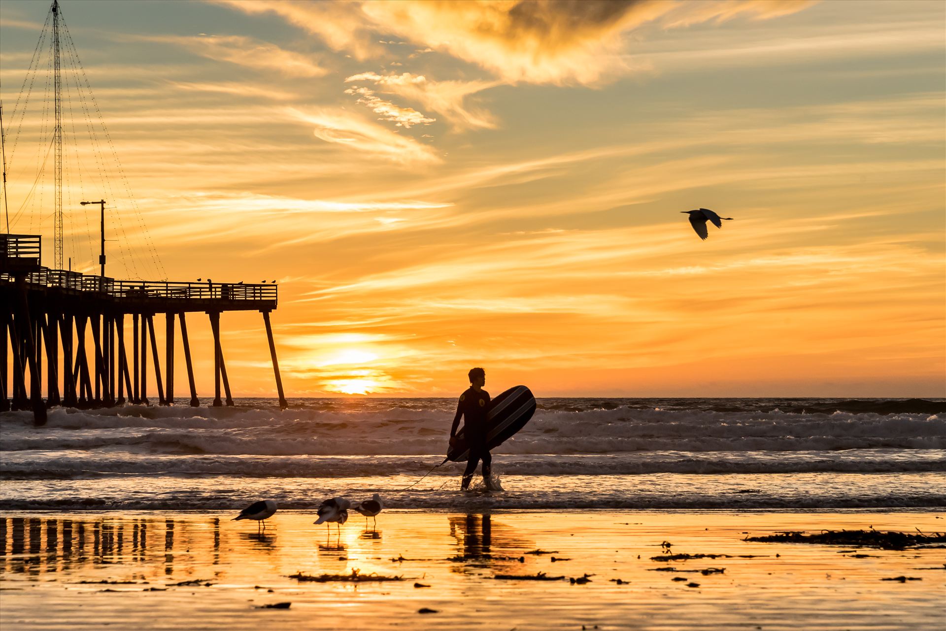 Sunset Surfing and a Flying Bird.jpg -  by Sarah Williams