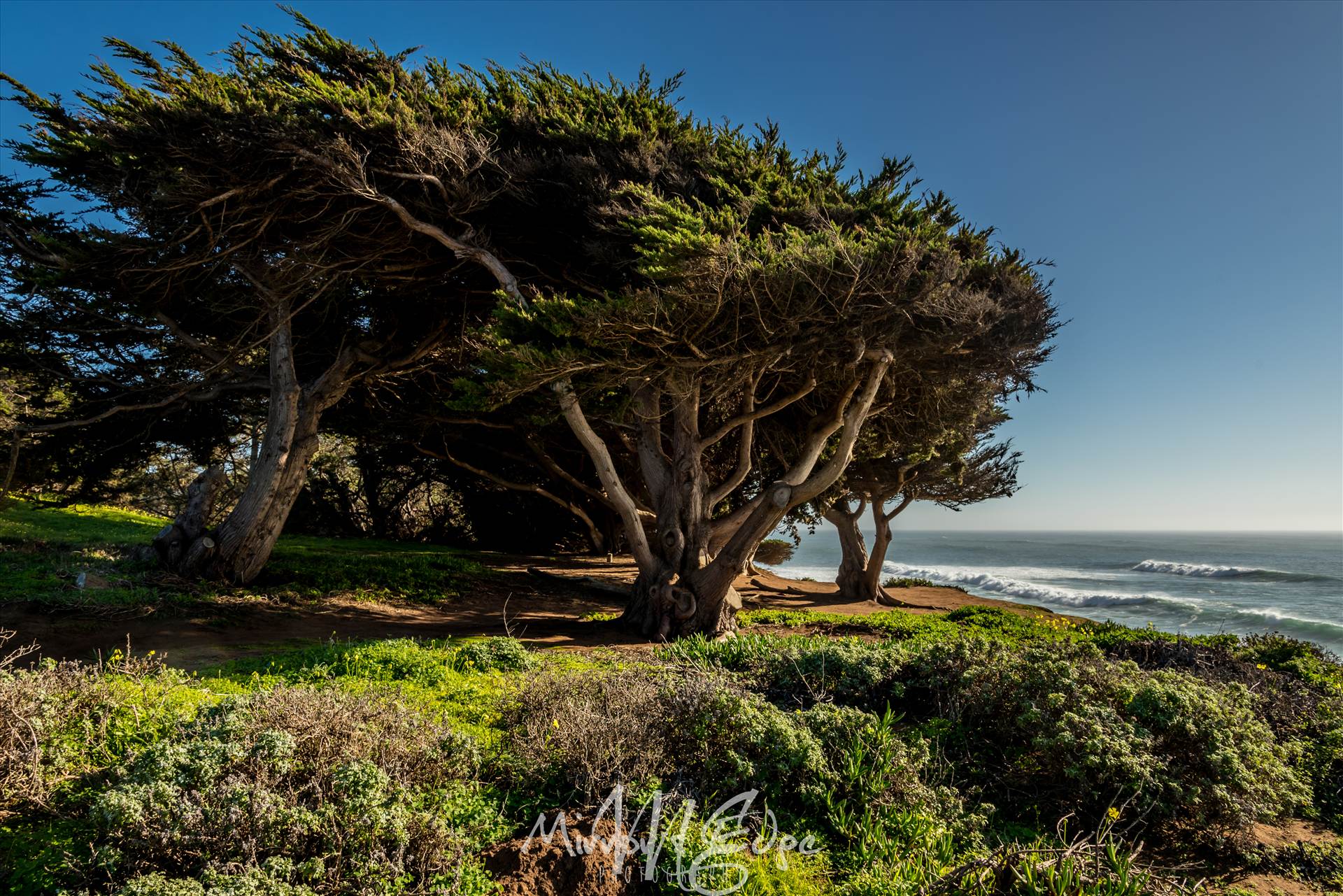 Cambria Pine by the Sea 02132016.jpg - undefined by Sarah Williams