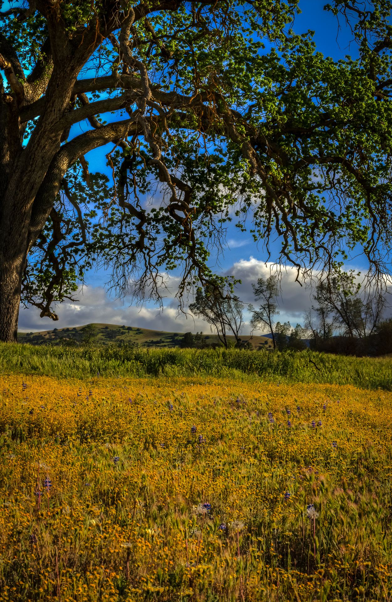Shell Creek Oak Tree Meadow.jpg - Spring flowers beneath an Oak in Paso Robles California by Sarah Williams