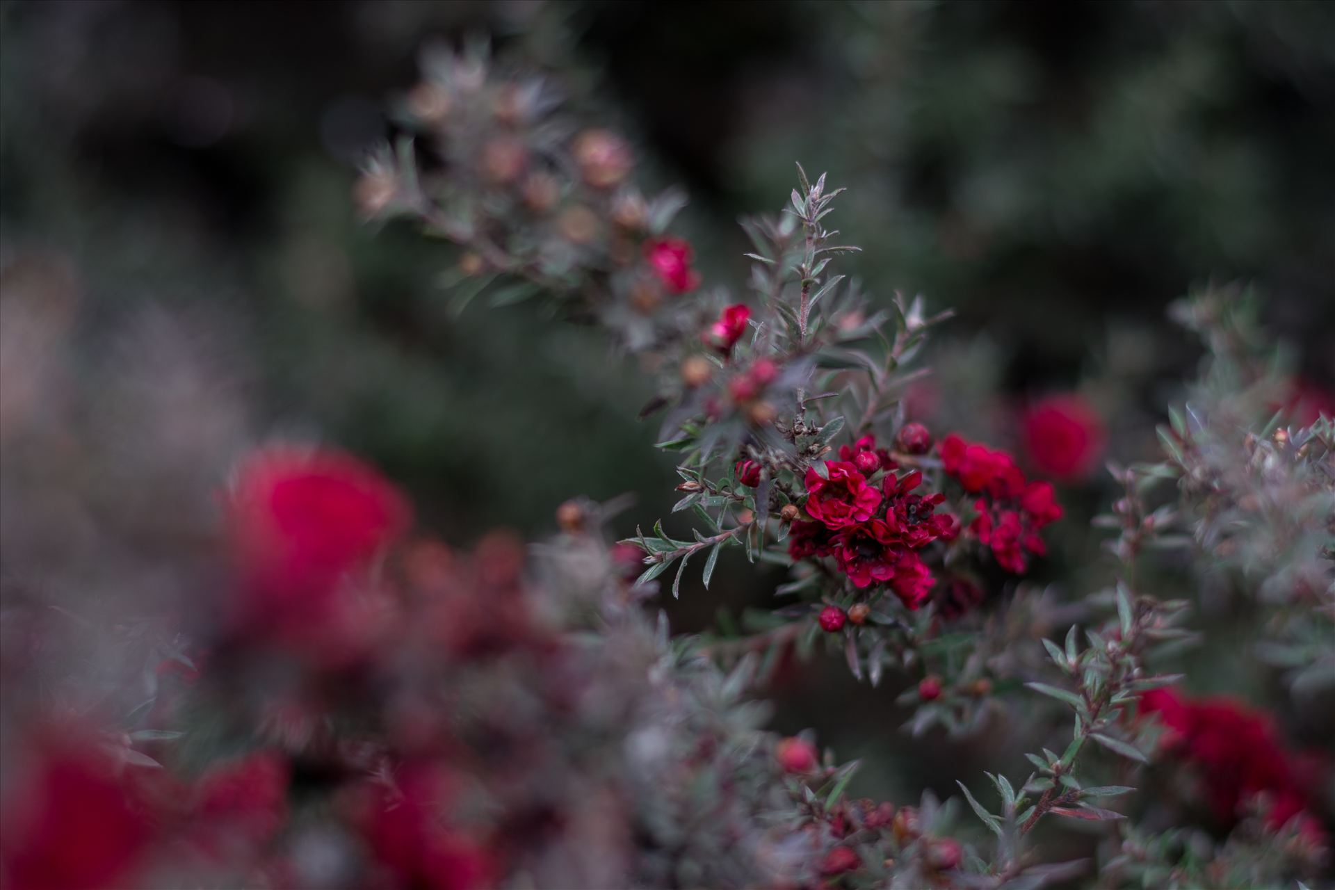 Red Blossoms Bokeh 2 10252015.jpg - Winter is on the way, Christmas is around the corner. by Sarah Williams