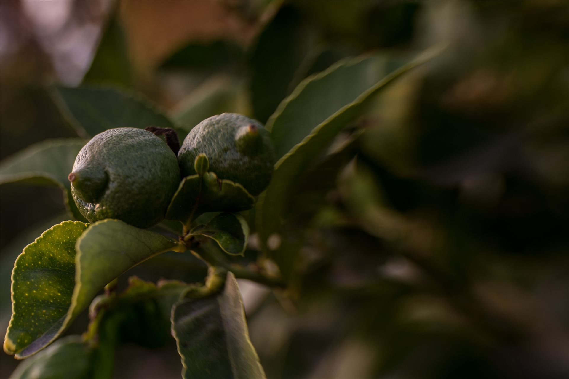Lovely Limes 092615.jpg - Last of the limes in California in October by Sarah Williams
