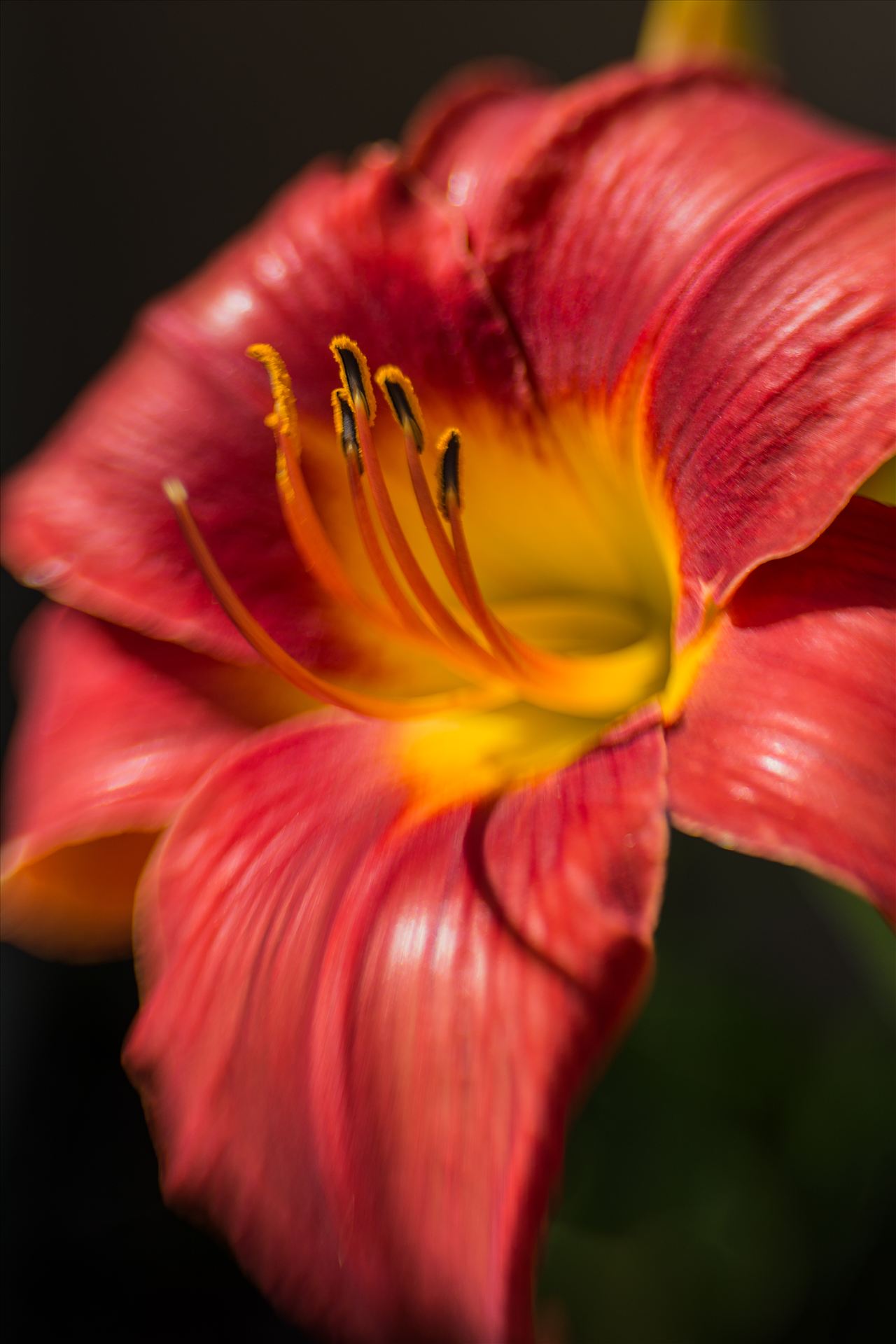 Wet Hawaiian Morning.jpg - Lily facing the sun with dark background by Sarah Williams