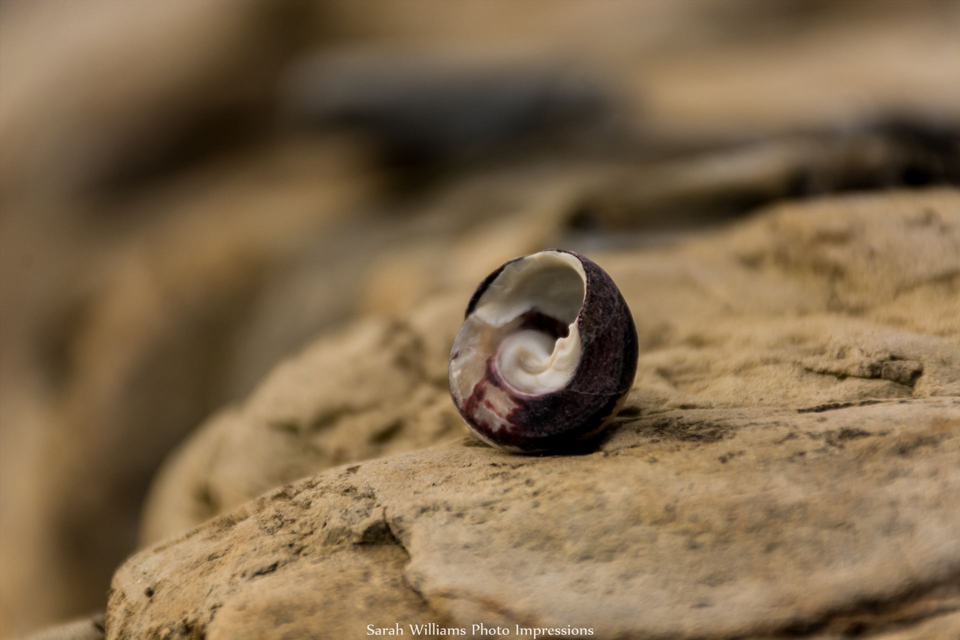 Sea Shell.jpg -  by Sarah Williams