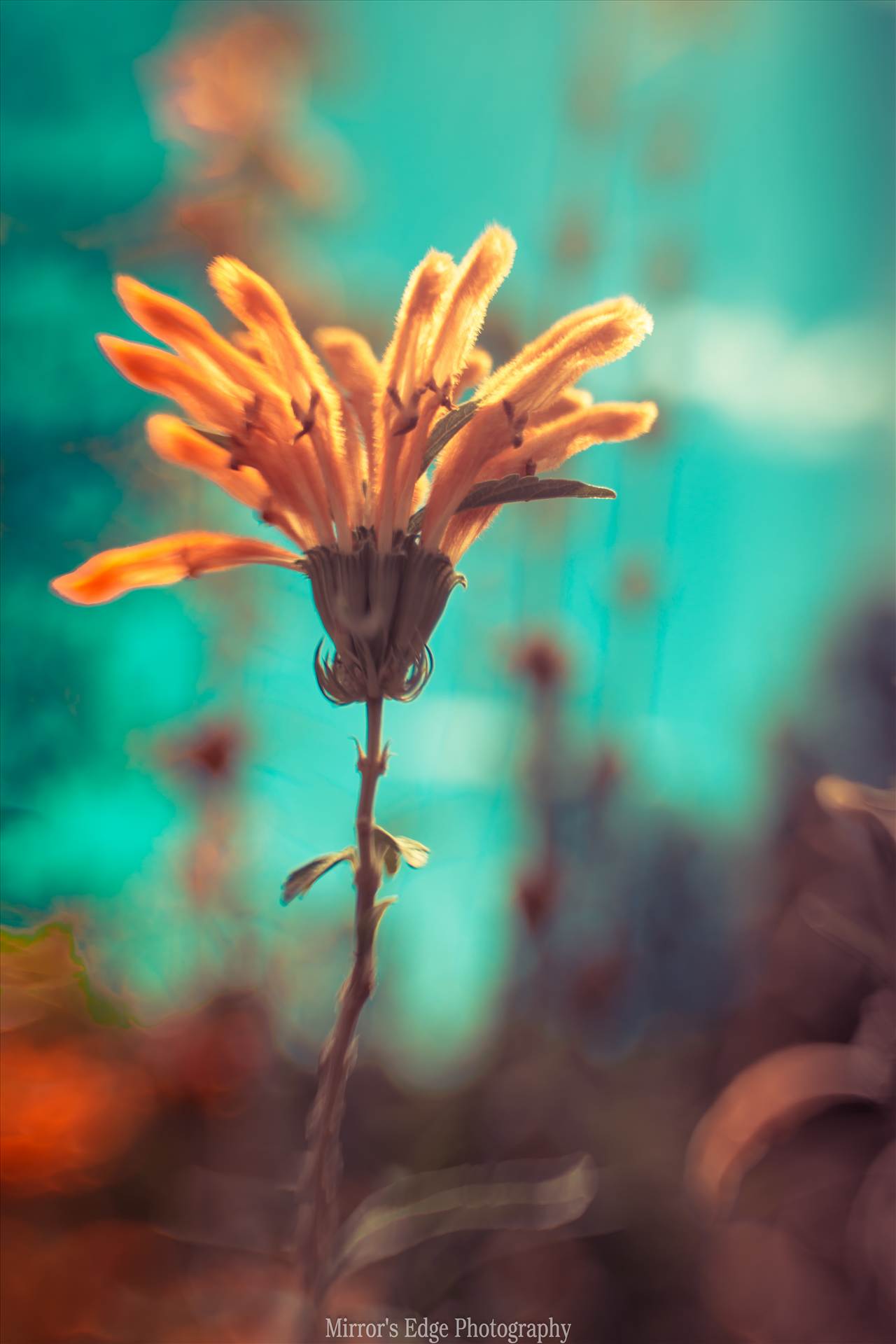 Orange Flower in Wonderland.jpg - undefined by Sarah Williams