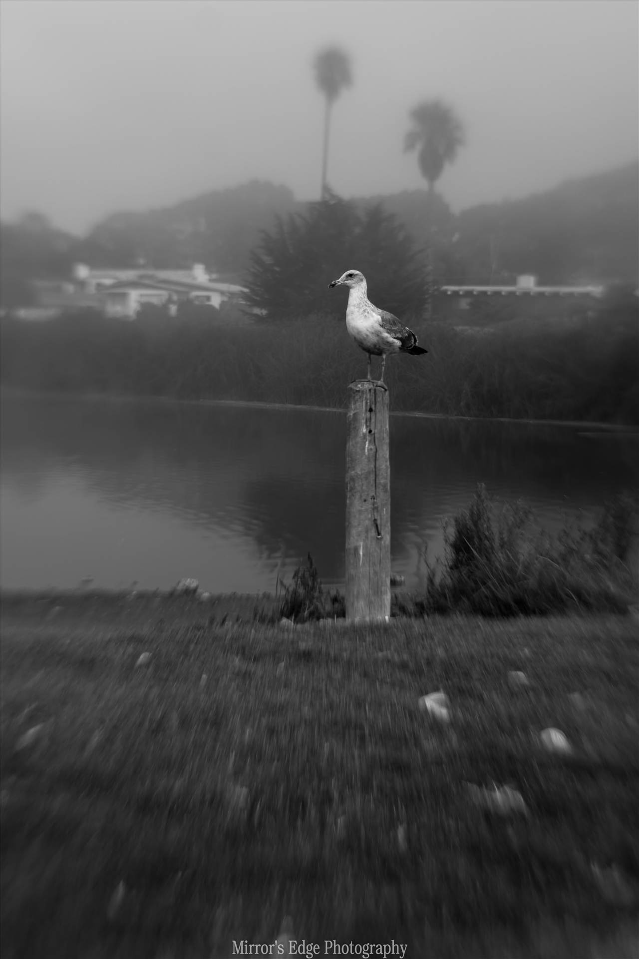 Misty Lagoon and Gull.jpg - undefined by Sarah Williams