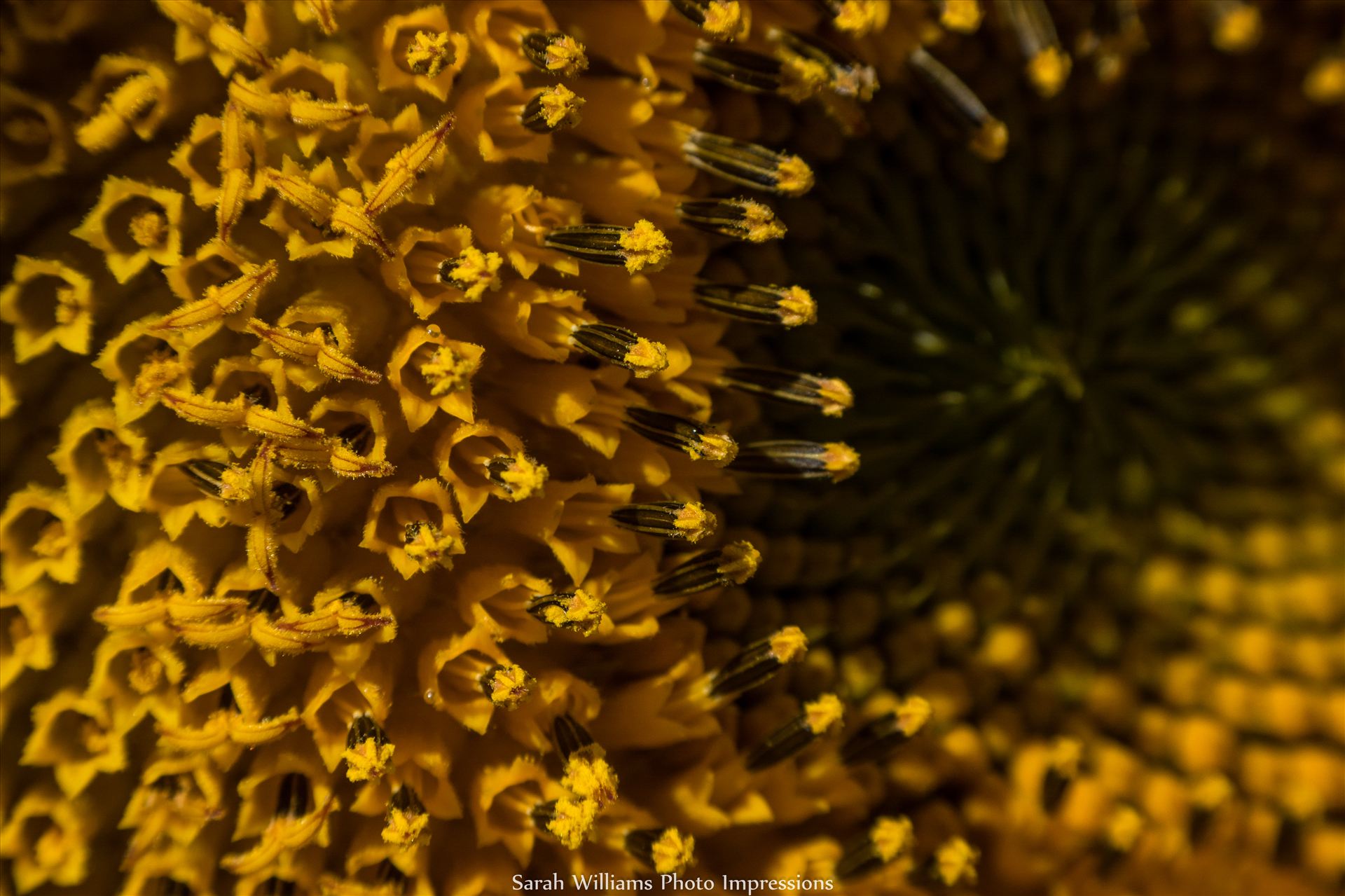 Sunflower Vortex.jpg -  by Sarah Williams