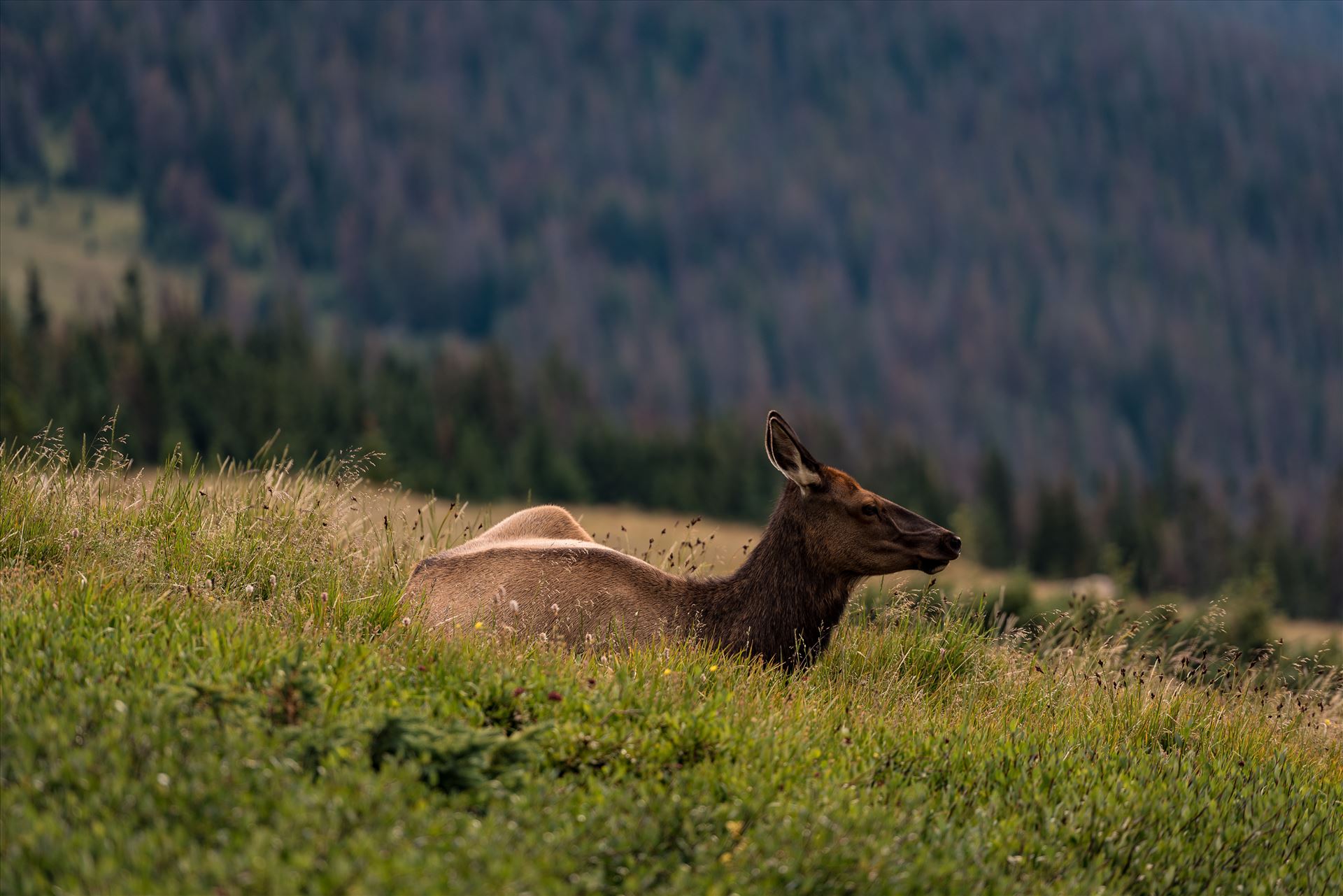 Lonely Doe in Rocky Mountain National Park -  by Sarah Williams