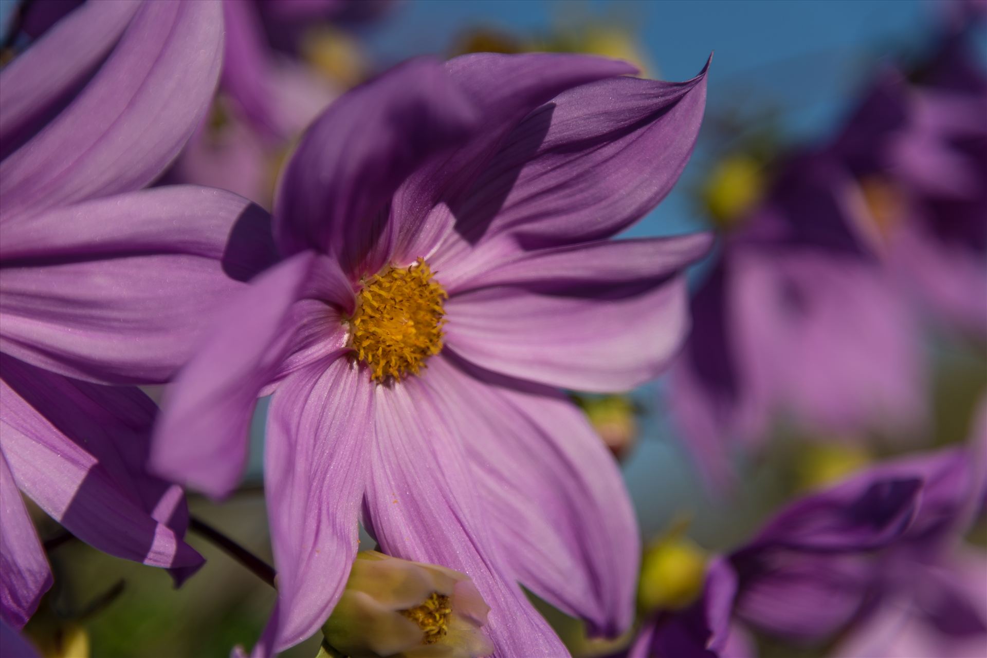 Yellow in the Middle.jpg - A violet flower blooming in winter on California's Central Coast by Sarah Williams