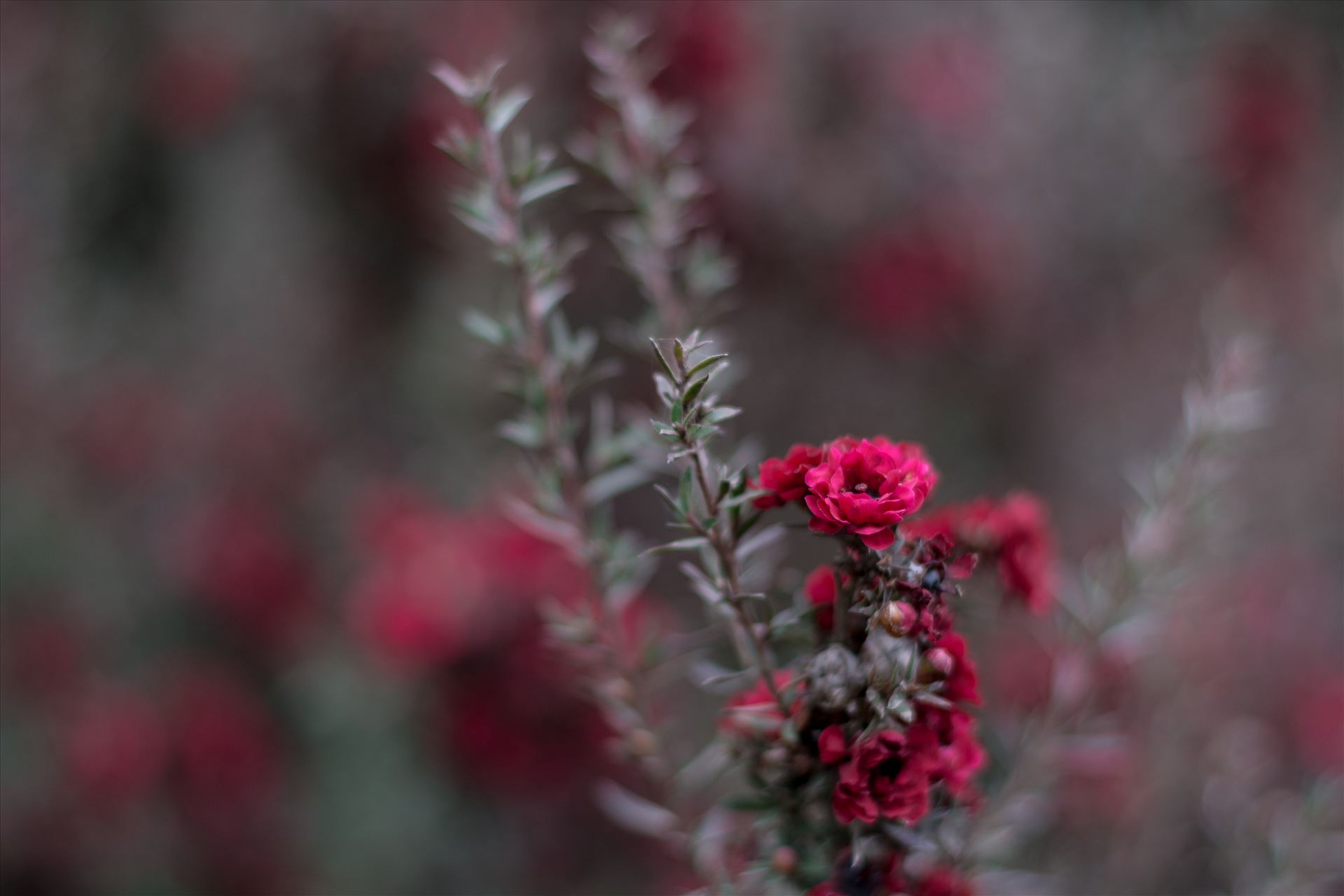 Red Blossoms Bokeh 3 10252015.jpg -  by Sarah Williams
