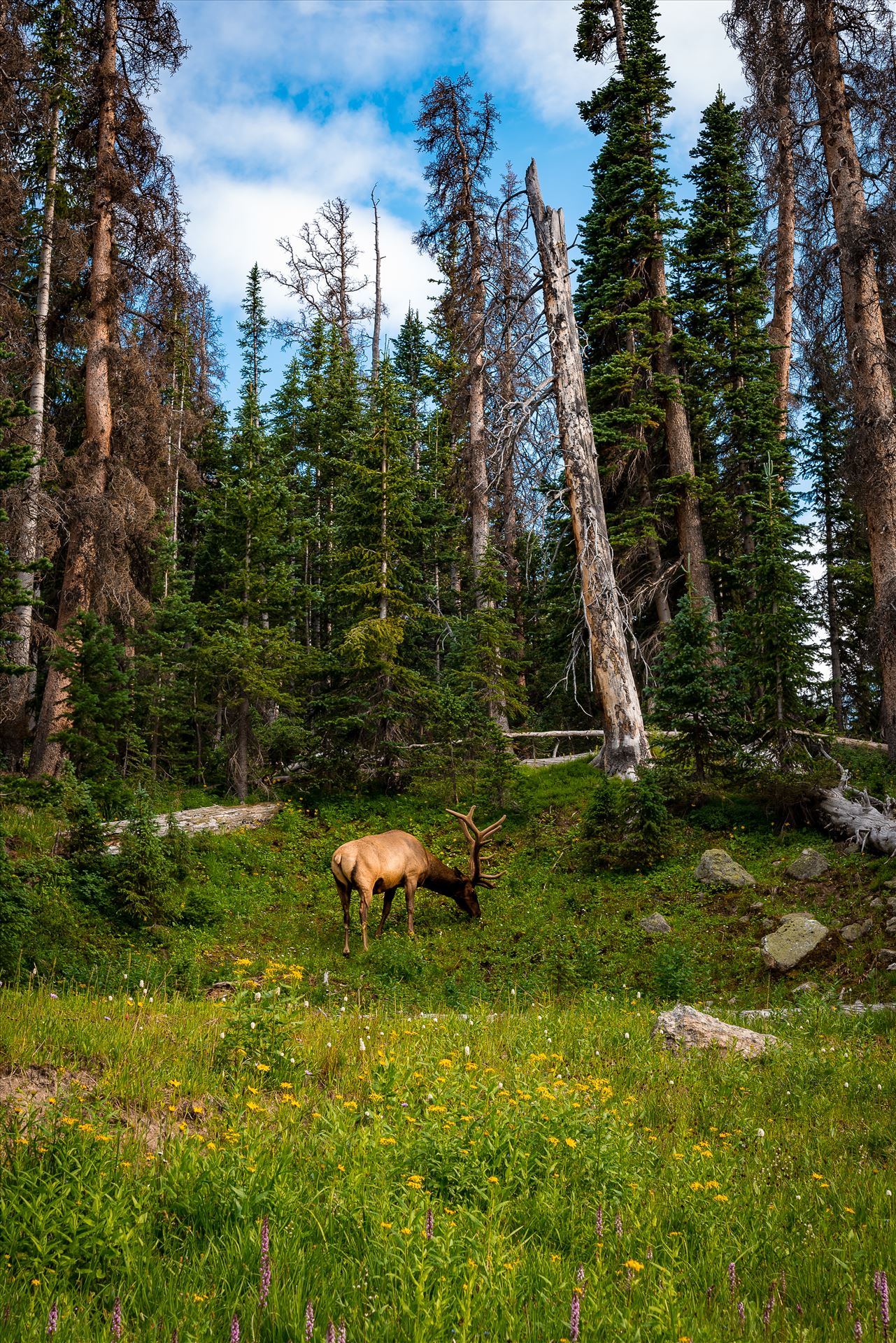 Elk in Magic Meadow -  by Sarah Williams