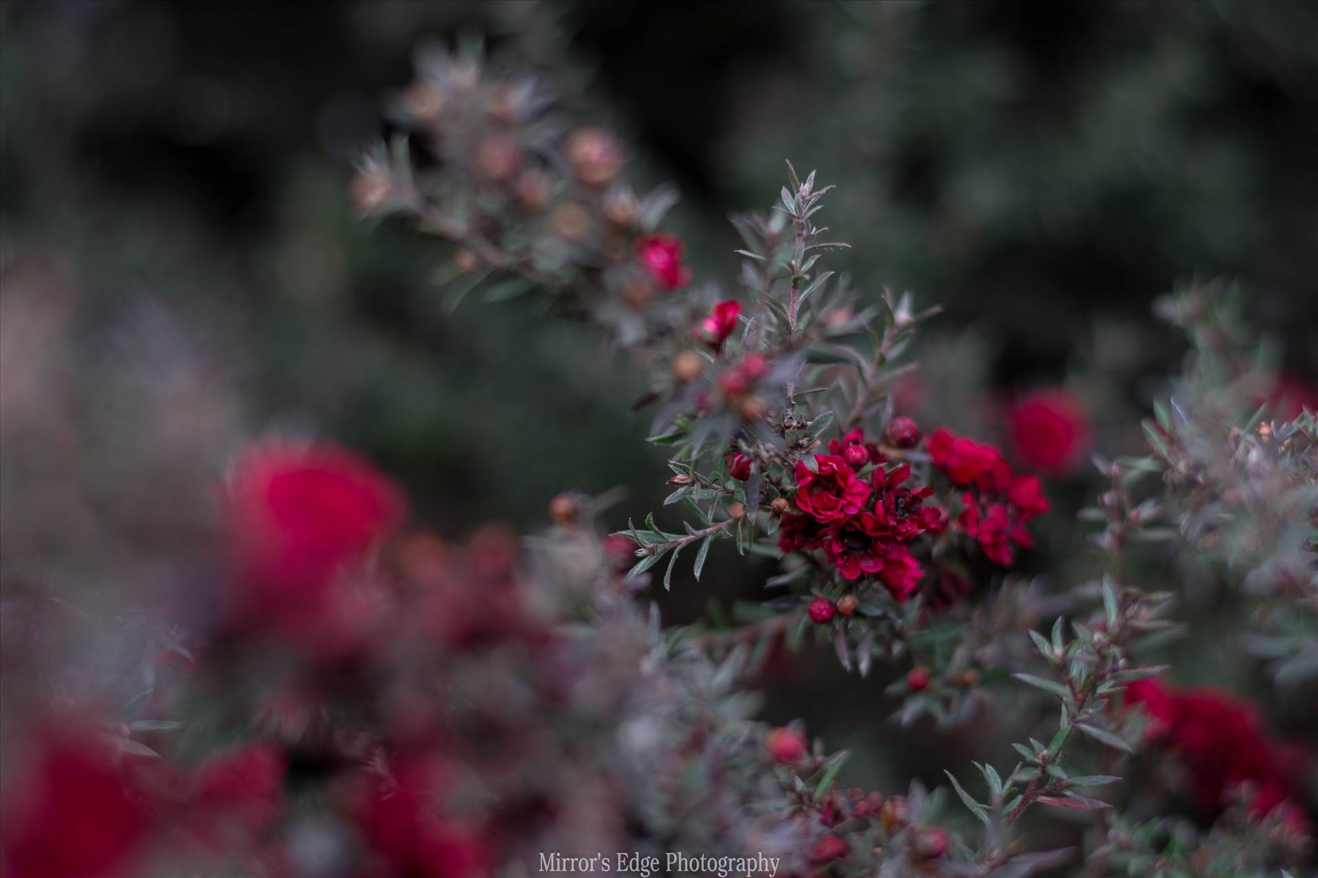 Red Blossoms Bokeh 2 10252015.jpg - undefined by Sarah Williams
