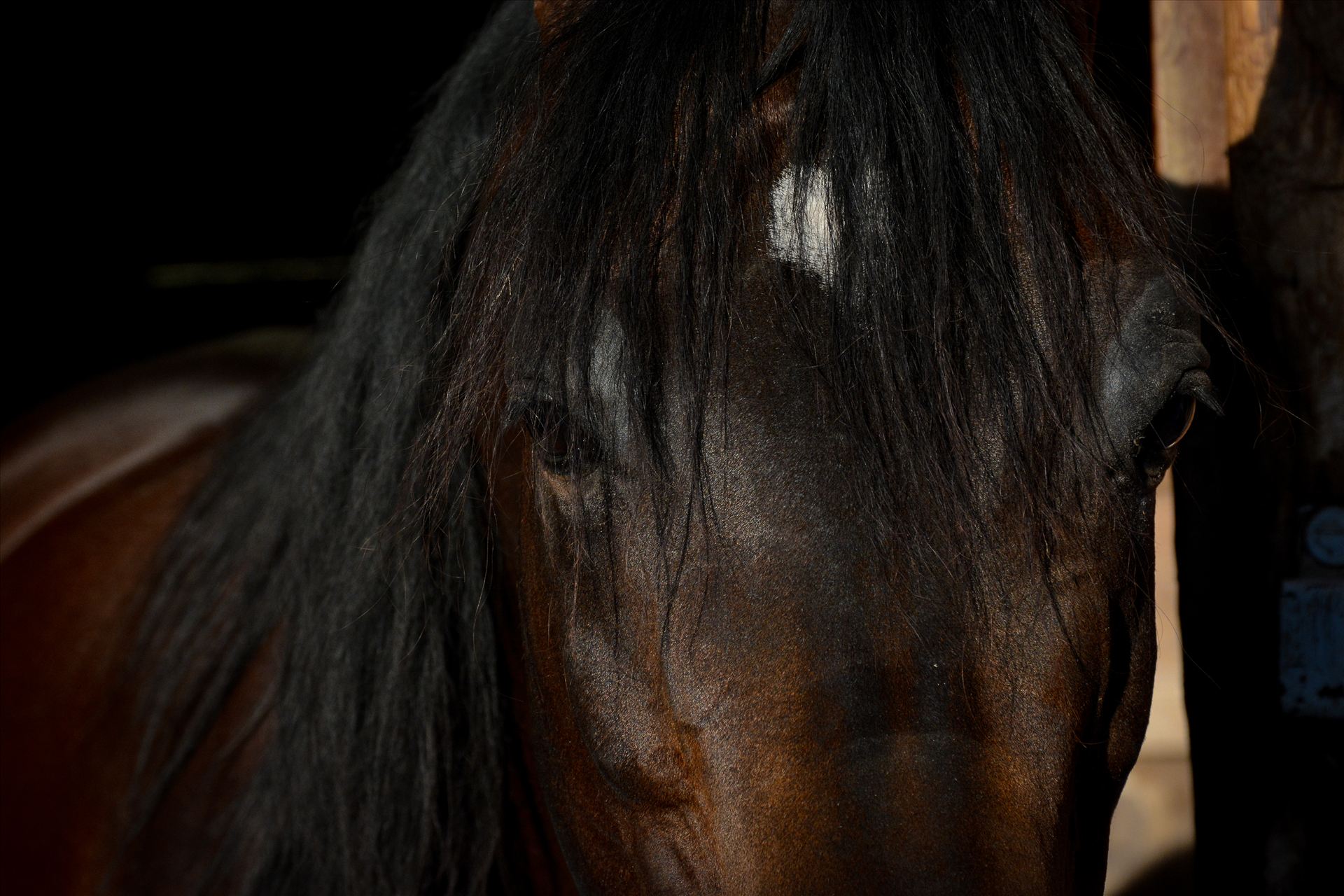 In the Eyes.jpg - Soul in the eyes of an Arabian horse by Sarah Williams