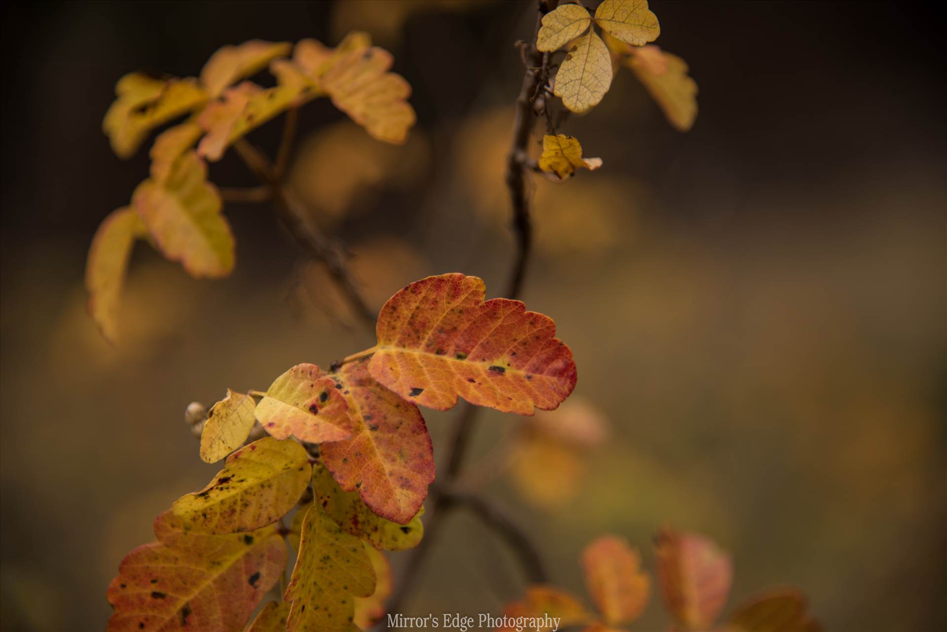 Oak Leaves Changing.jpg - undefined by Sarah Williams