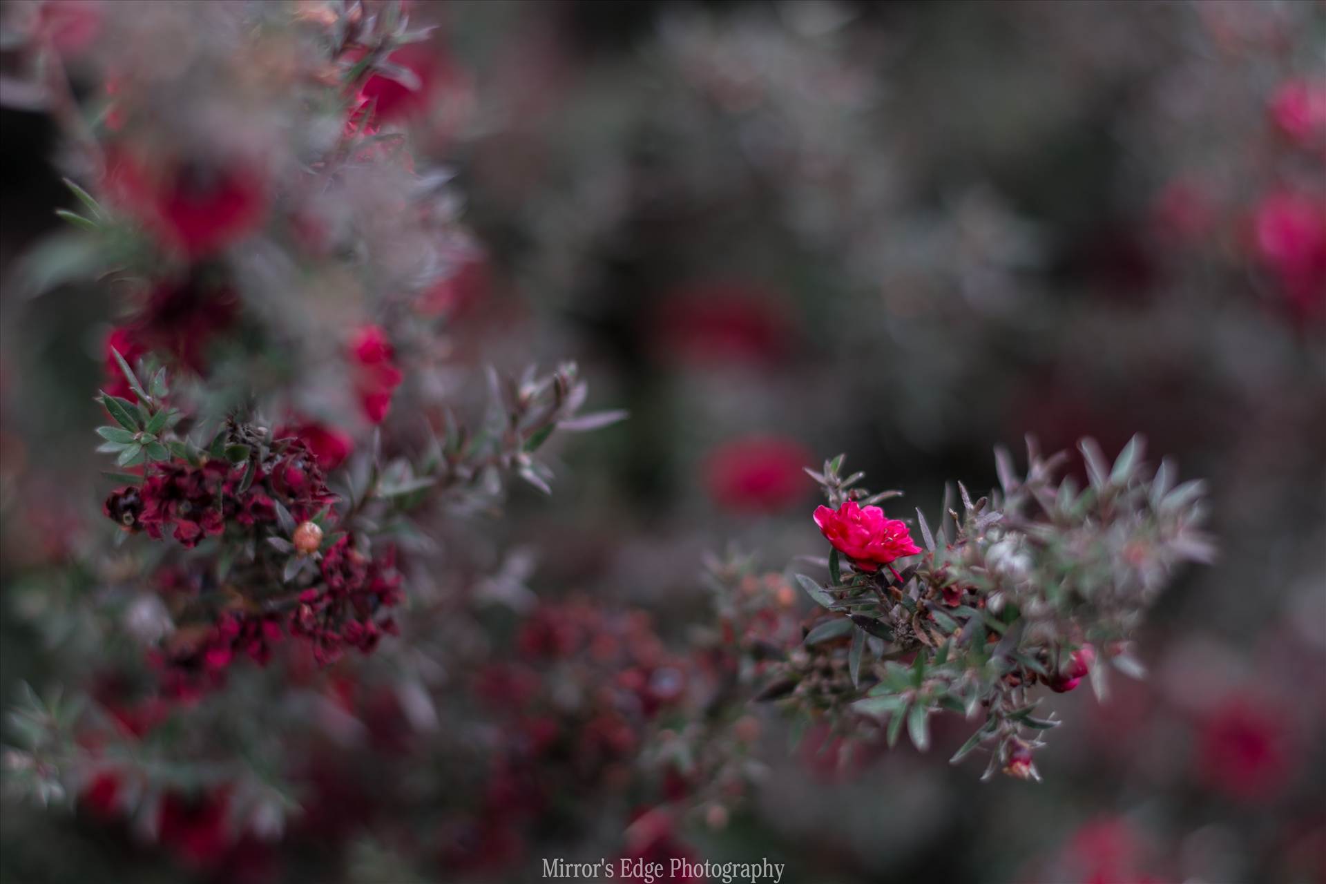 Red Blossoms Bokeh 10252015.jpg - undefined by Sarah Williams