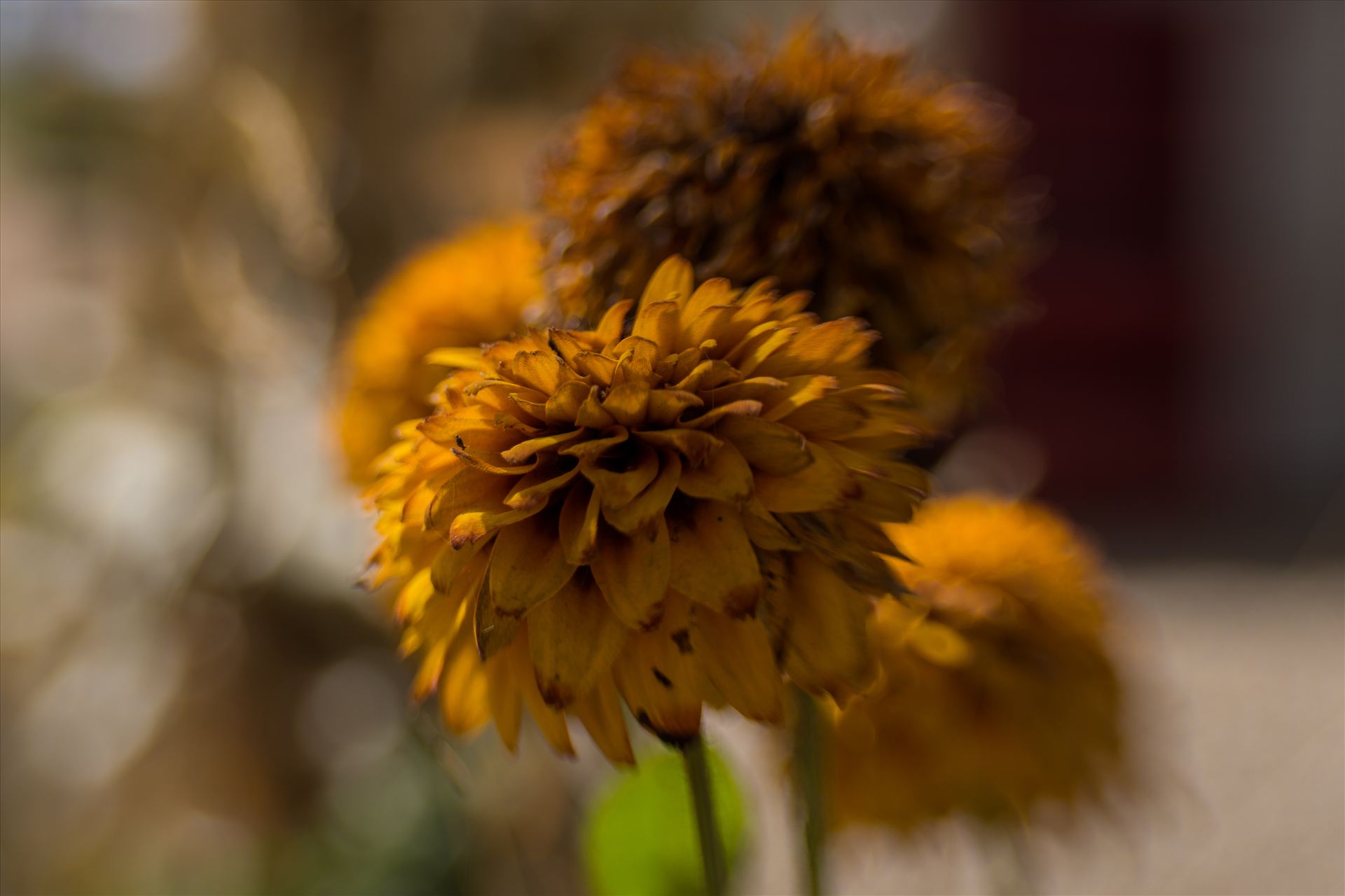 Fall Flower Puff 092715.jpg - Warm Fall Flowers at the Pumpkin Patch by Sarah Williams