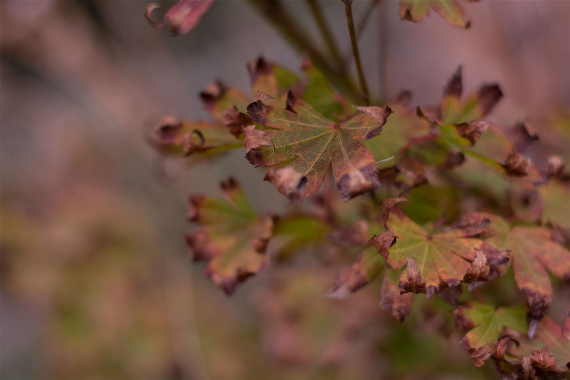 Curled Leaves.jpg -  by Sarah Williams