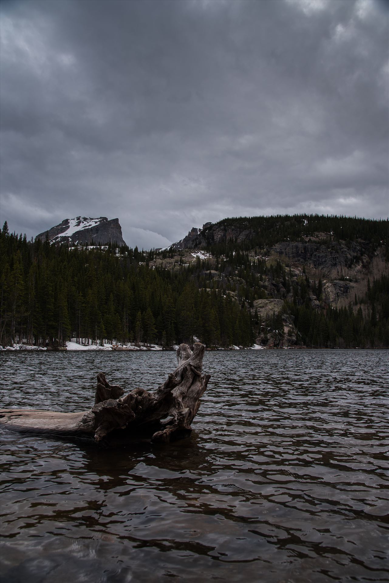 Bear Lake Driftwood FP (1 of 1).JPG -  by Sarah Williams