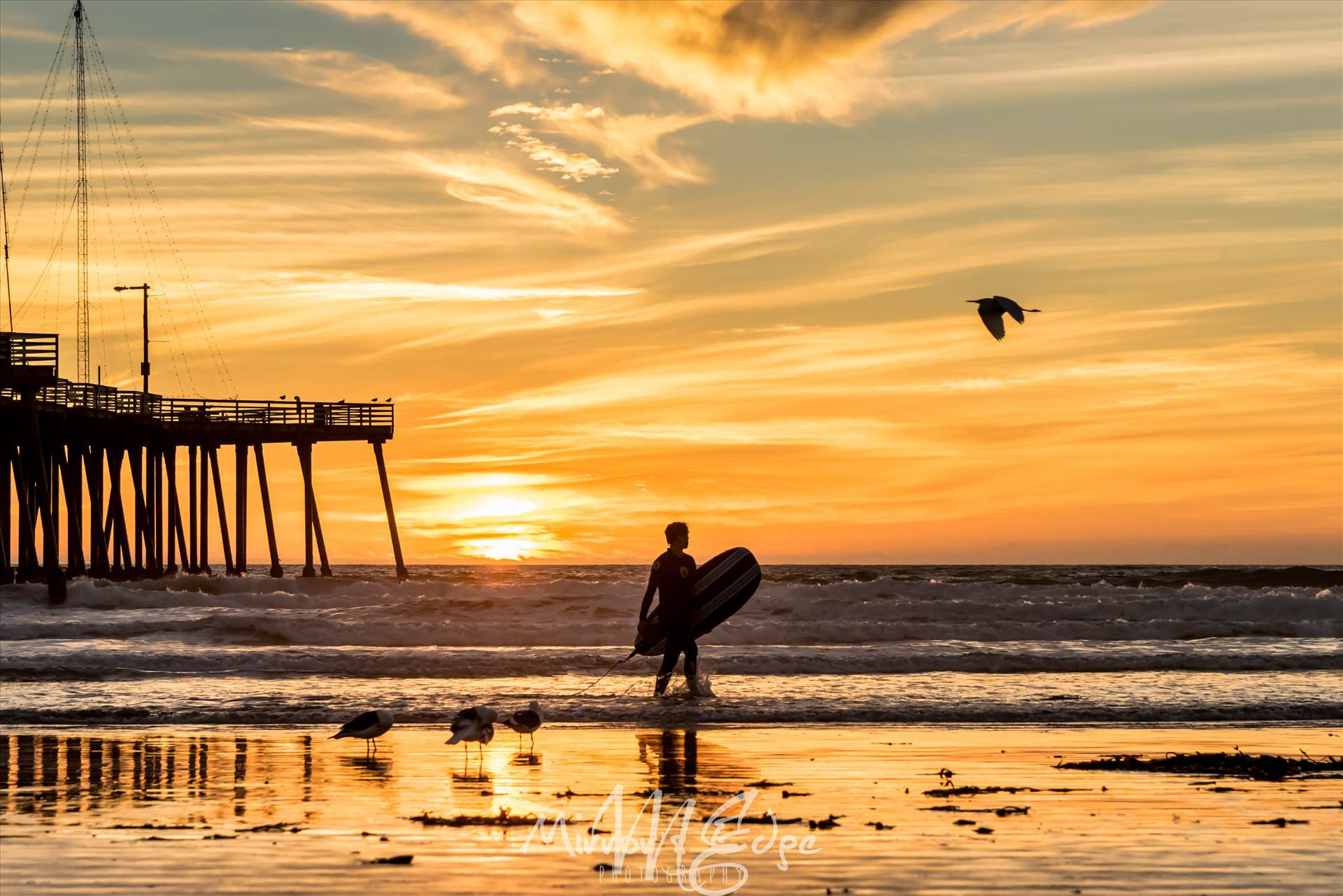 Sunset Surfing and a Flying Bird.jpg - undefined by Sarah Williams