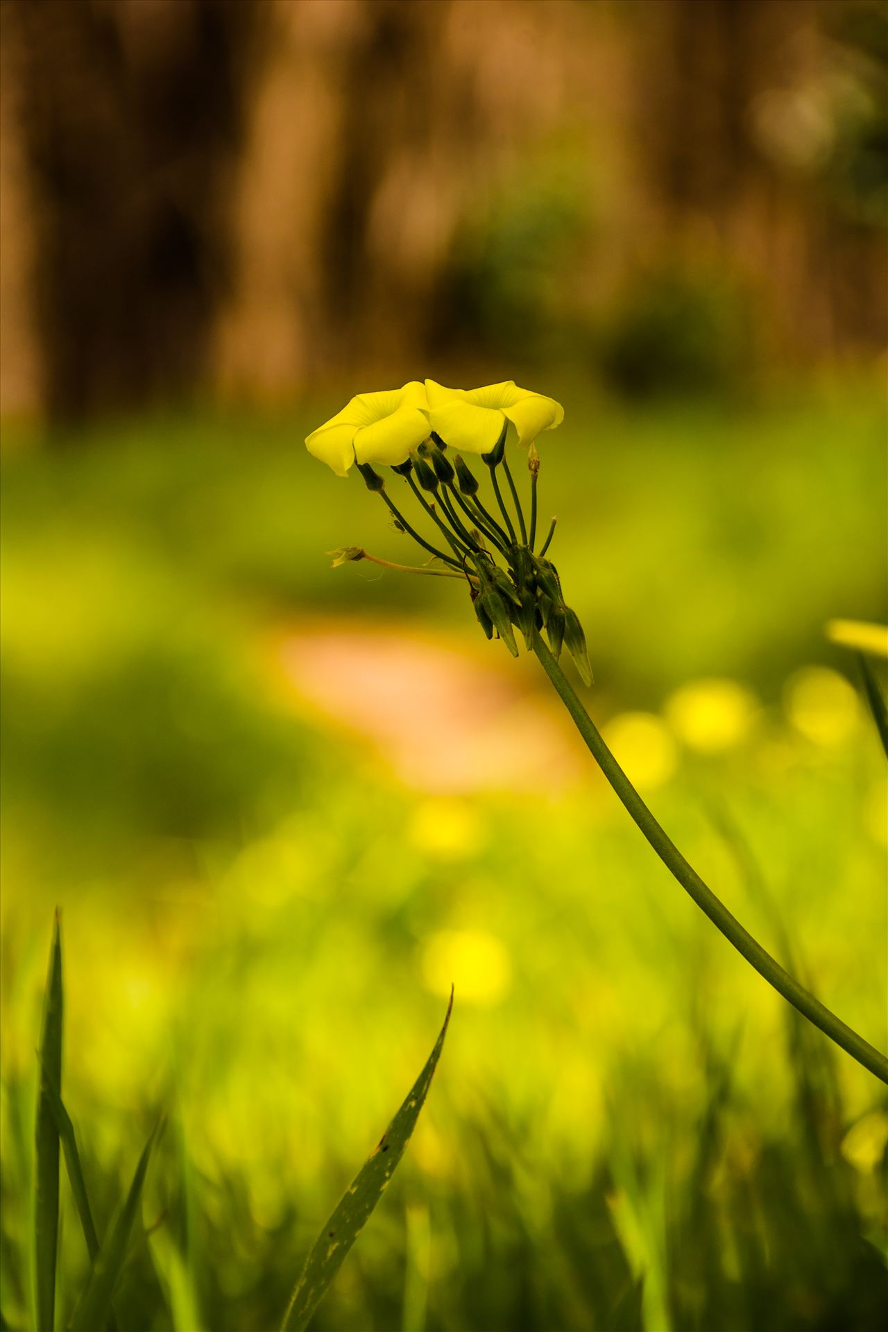 Bright Flower in the Woods.jpg - Bright yellow flower in the woods on California's Central Coast by Sarah Williams