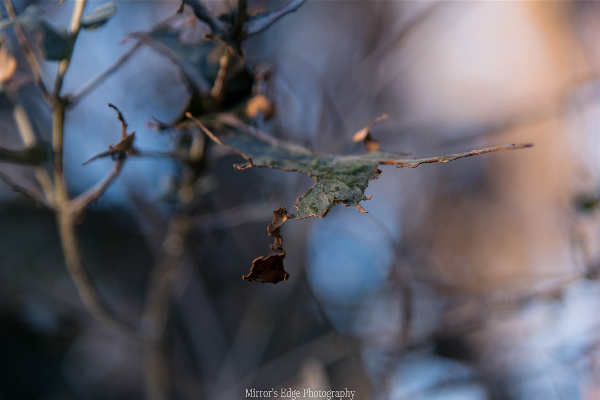 Frosty Morning Fragments.jpg - undefined by Sarah Williams