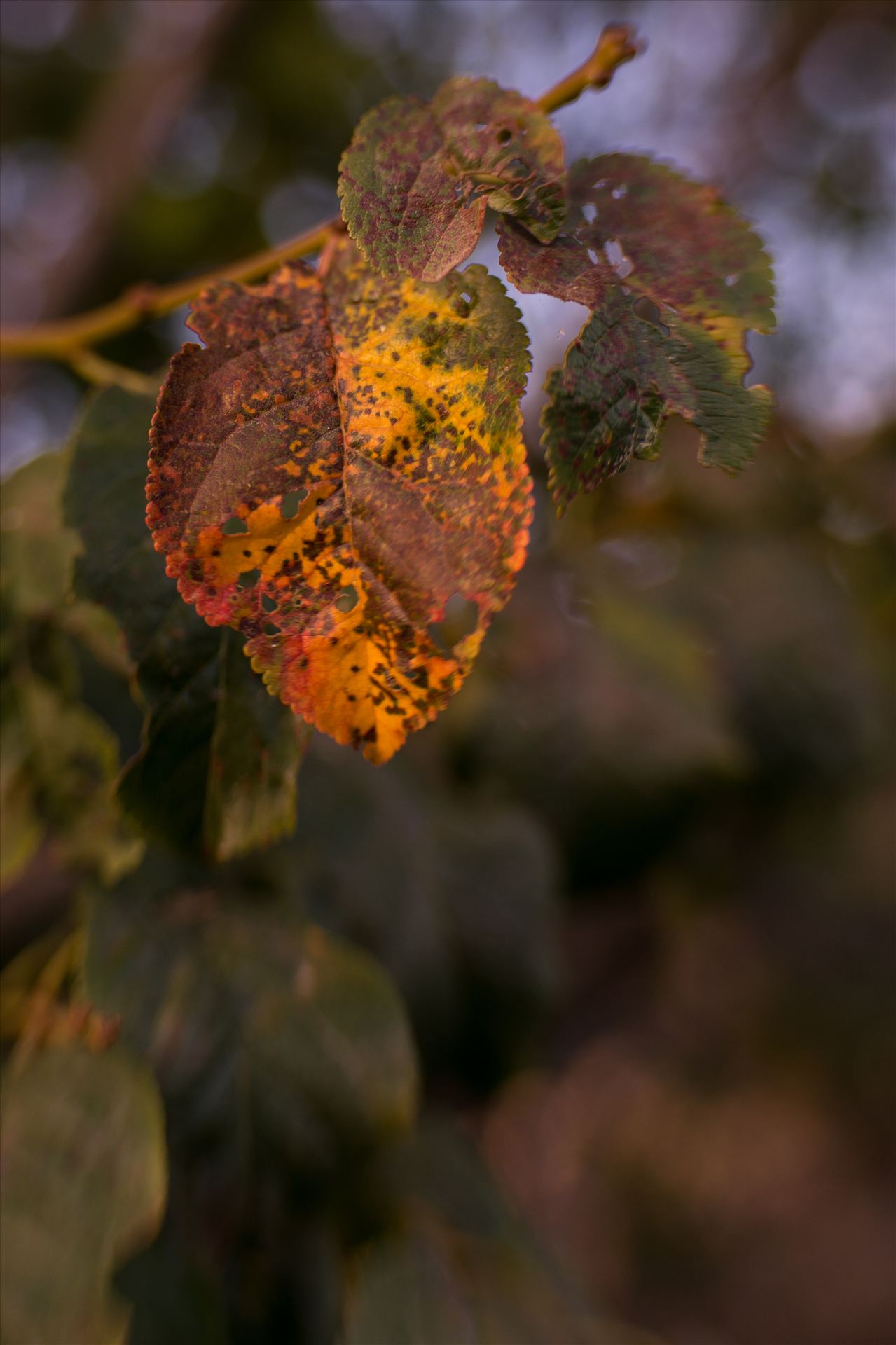 Painted Oak Leaf 092615.jpg -  by Sarah Williams