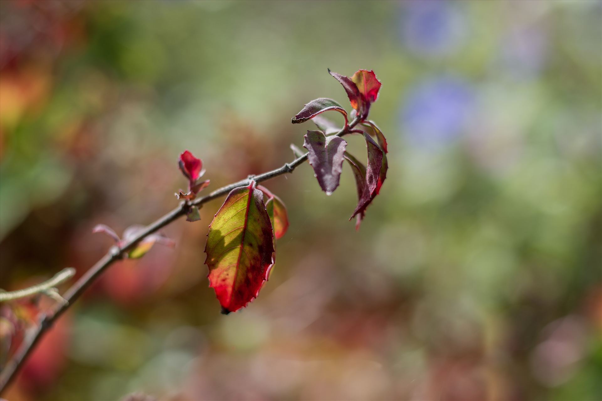 Leaves in the Sun 10272015.jpg - Sunlight falling on leaves that are changing colors during the transition from Summer to Fall on California's Central Coast by Sarah Williams