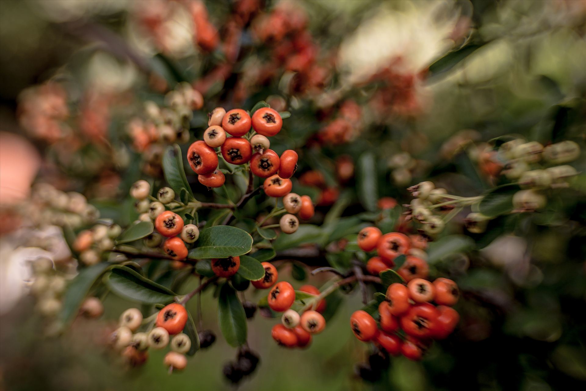 Fall Berries.jpg - Celebrate Autumn color with spice colored berries by Sarah Williams