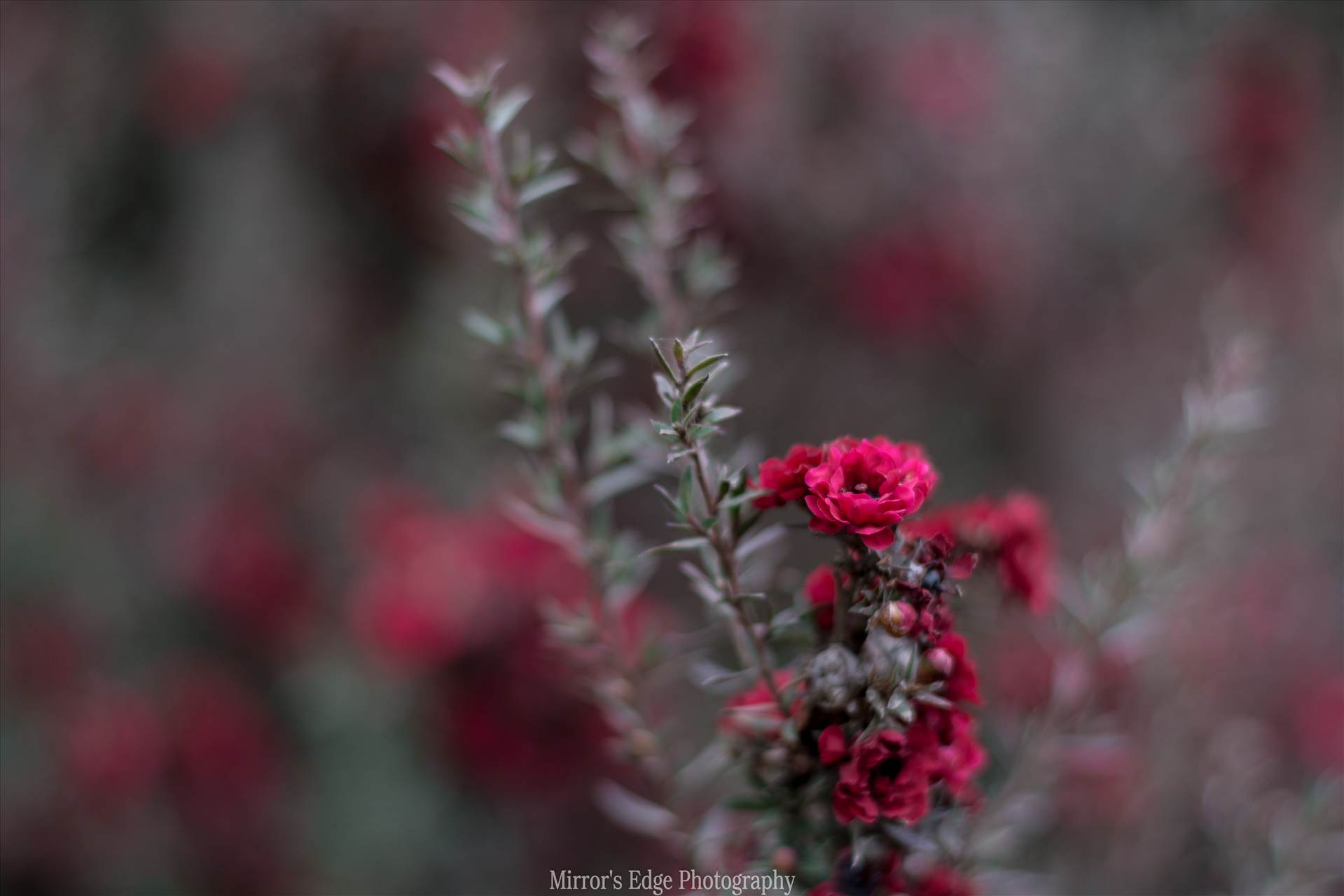 Red Blossoms Bokeh 3 10252015.jpg - undefined by Sarah Williams
