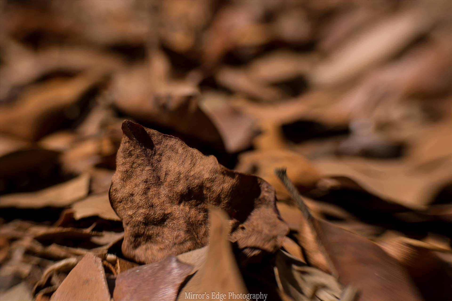 Chocolate Leaves Fallen.jpg - undefined by Sarah Williams