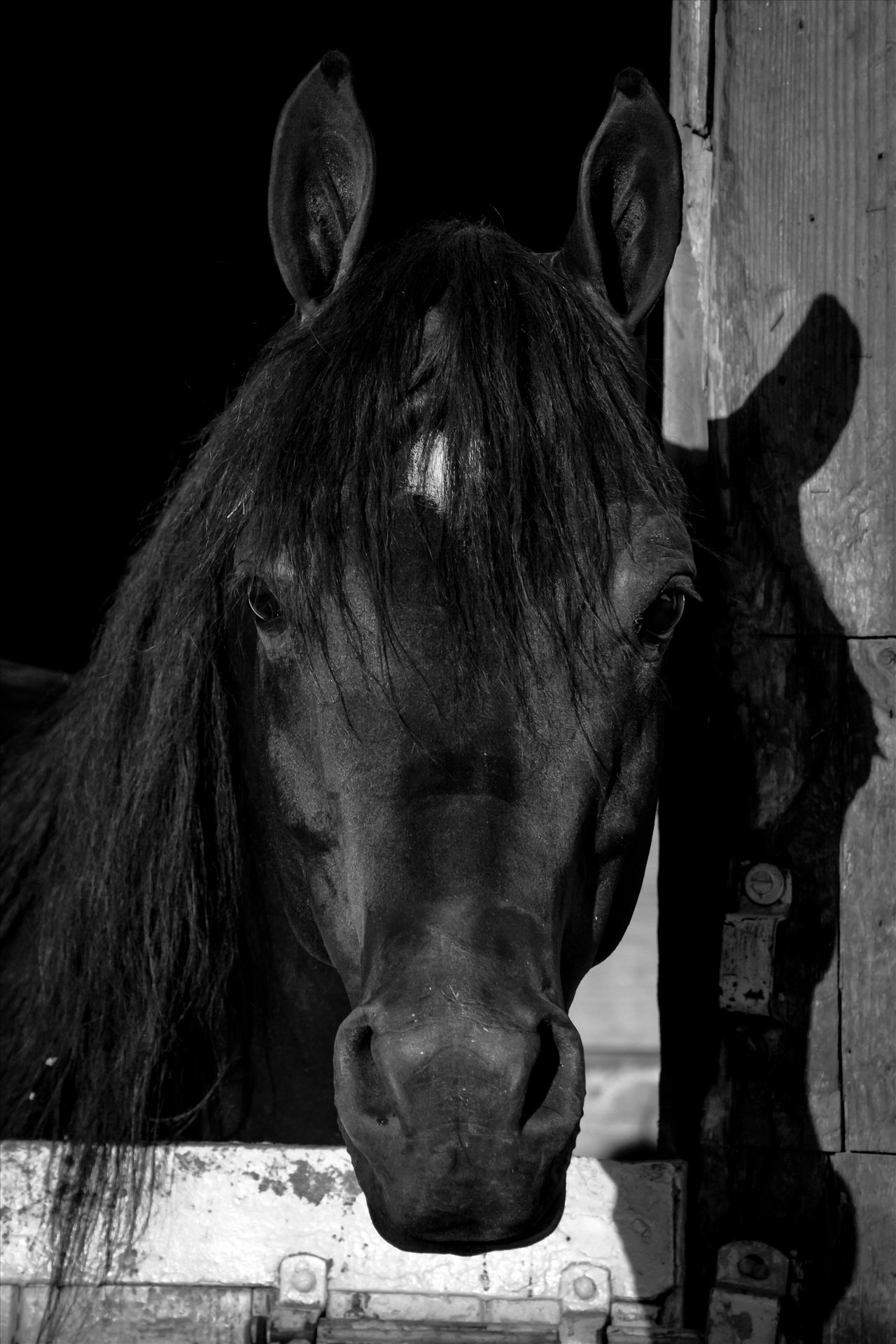 Arabian Stallion.jpg - Beautiful Arabian Stallion at Santa Barbara Horse Show by Sarah Williams