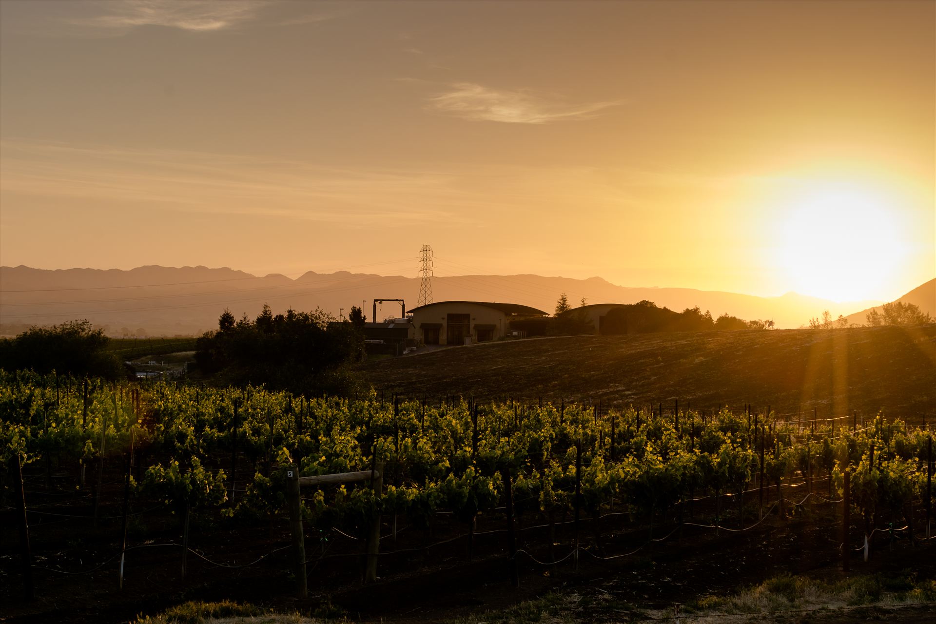 Vineyard Sunset.jpg - Central Coast Vineyard Sunset and Wine Makers Home by Sarah Williams
