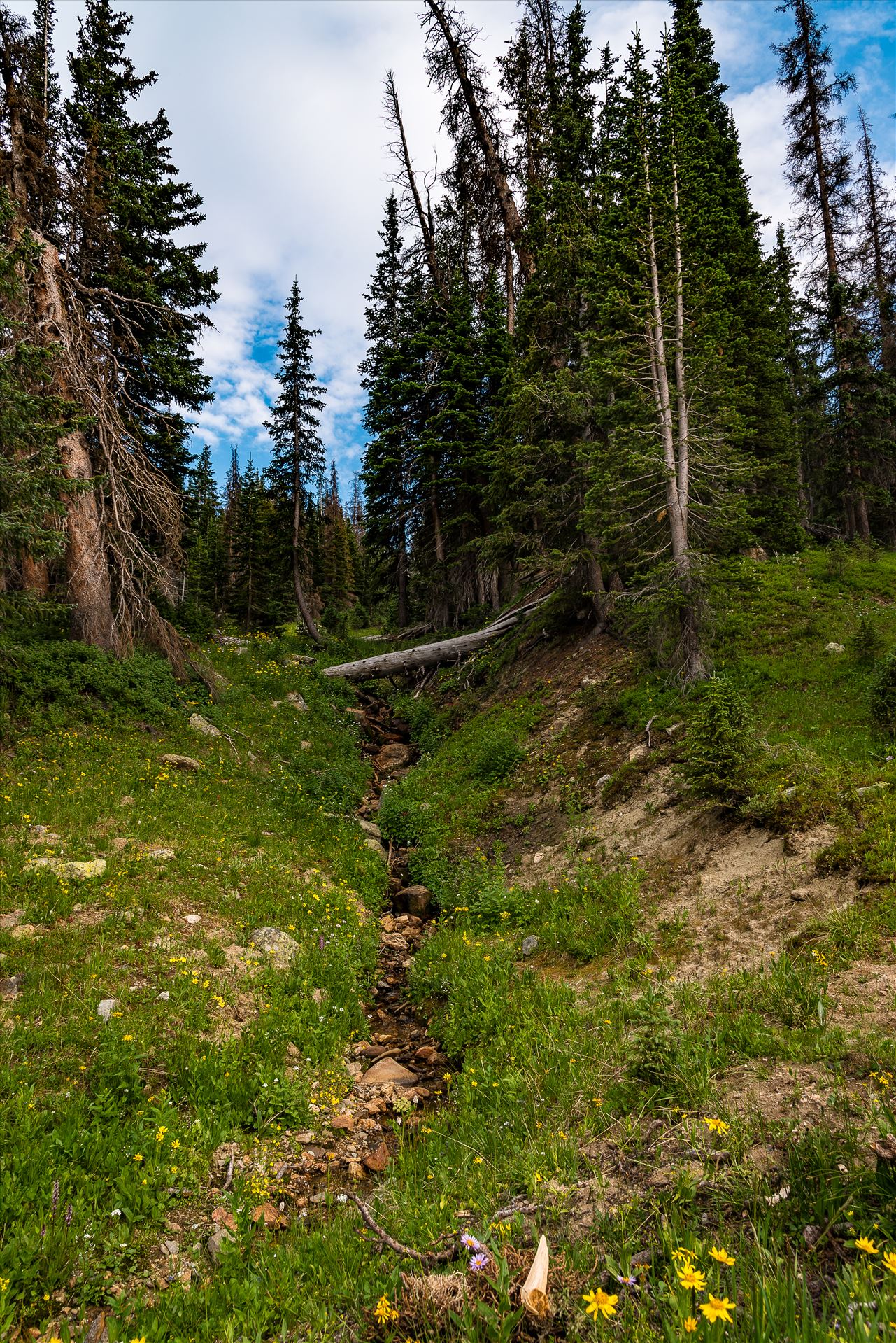 Watershed in Rocky Mountain National Park -  by Sarah Williams