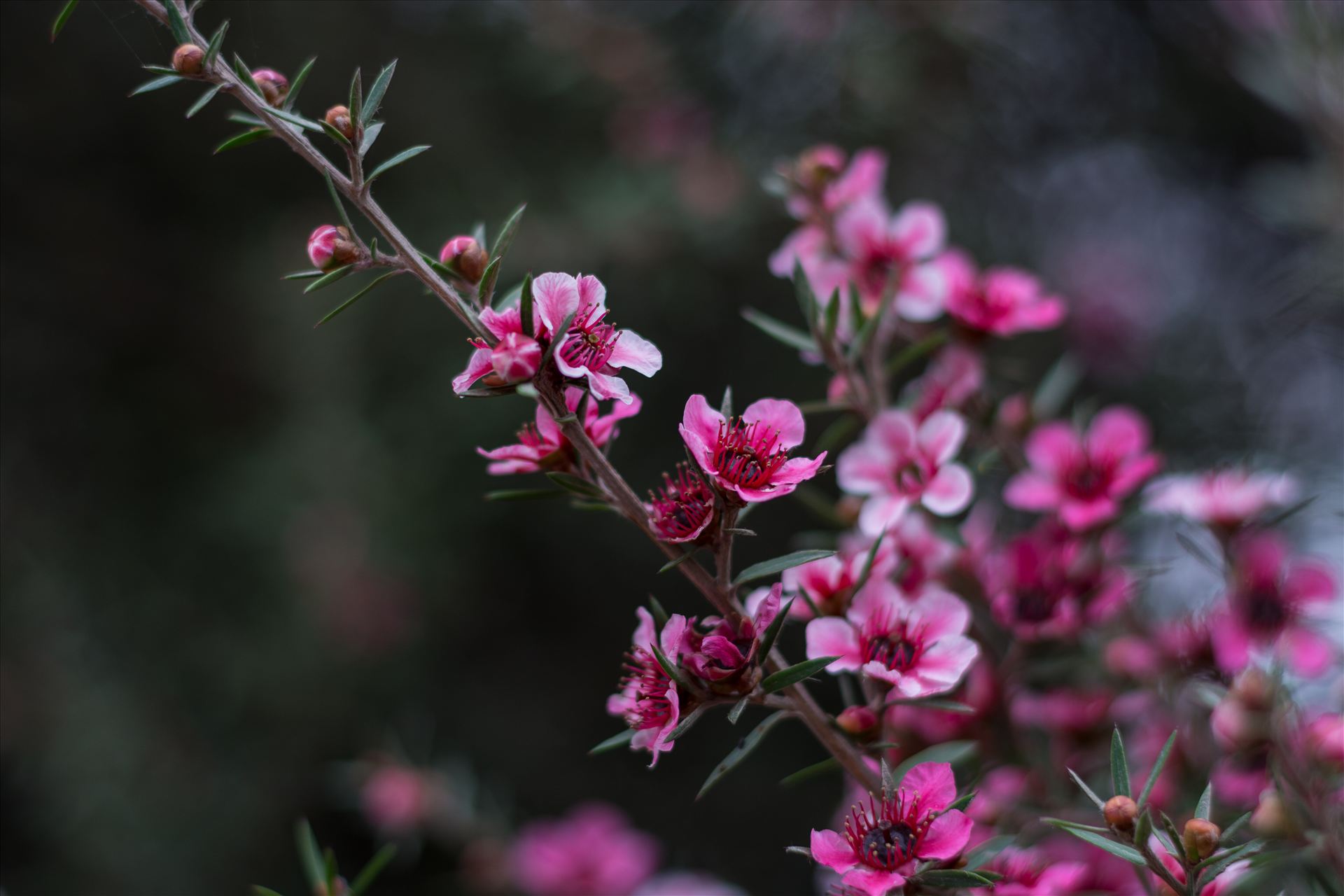 Pink Blossoms 2 10252015.jpg - Pretty pink blossoms in the early morning light on the Central Coast of California. by Sarah Williams